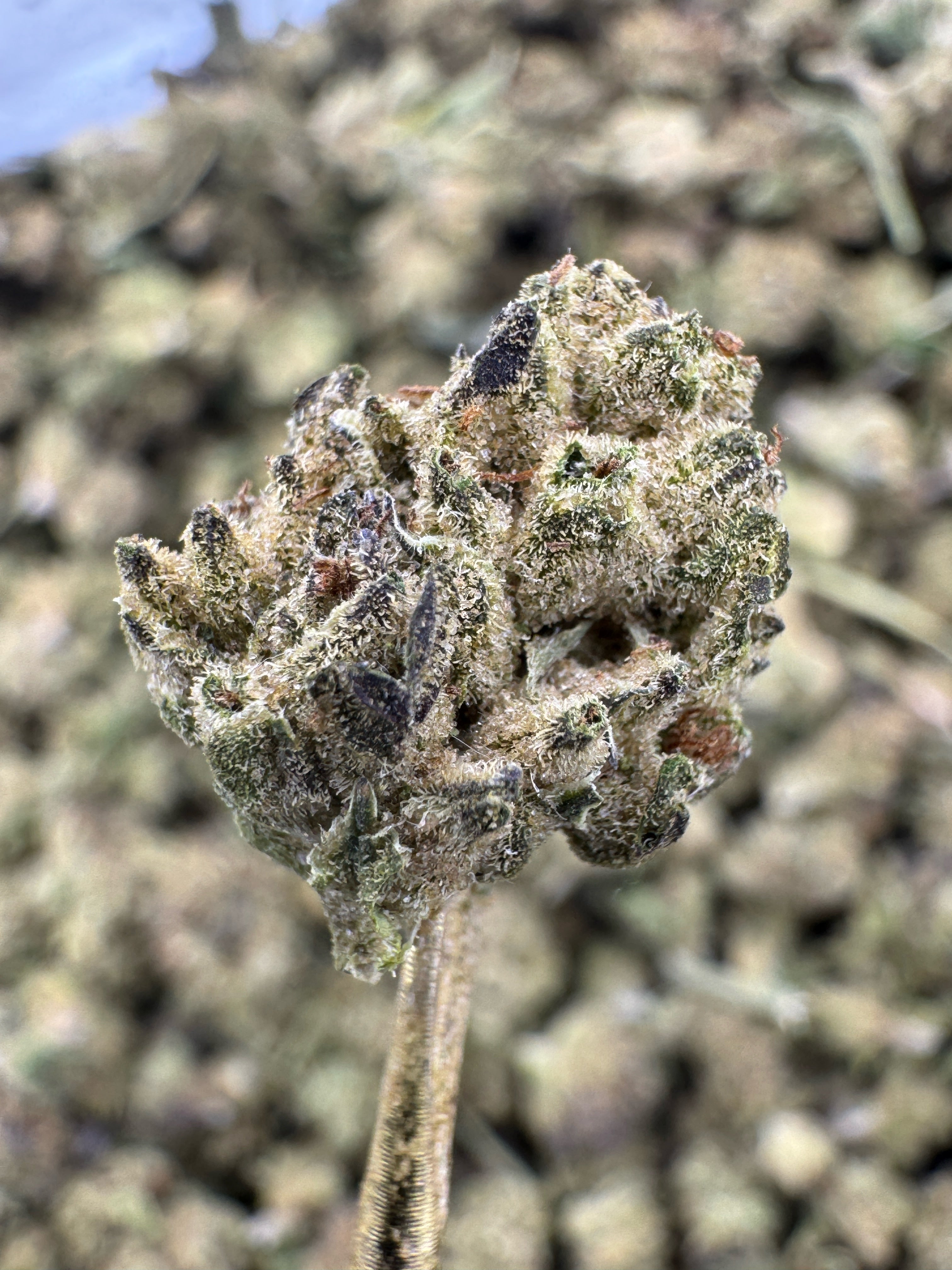 Mint Tao - THCA Flower - Greenhouse Gold Nuggets