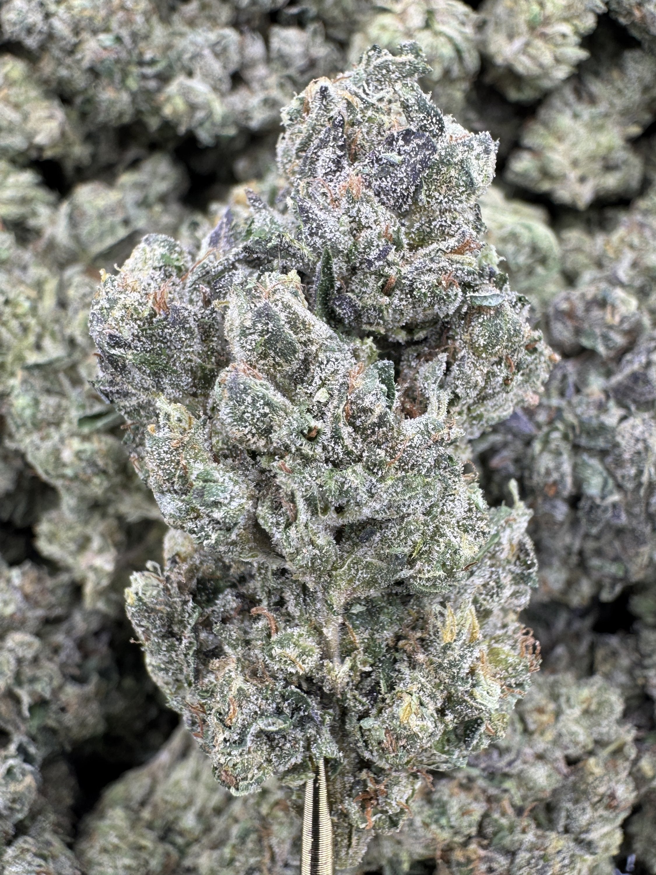 Mochi - THCA BULK Flower - Greenhouse