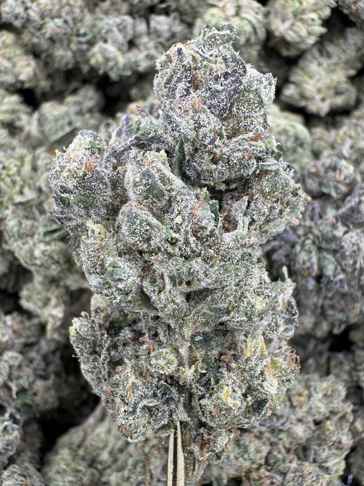 Mochi - THCA BULK Flower - Greenhouse