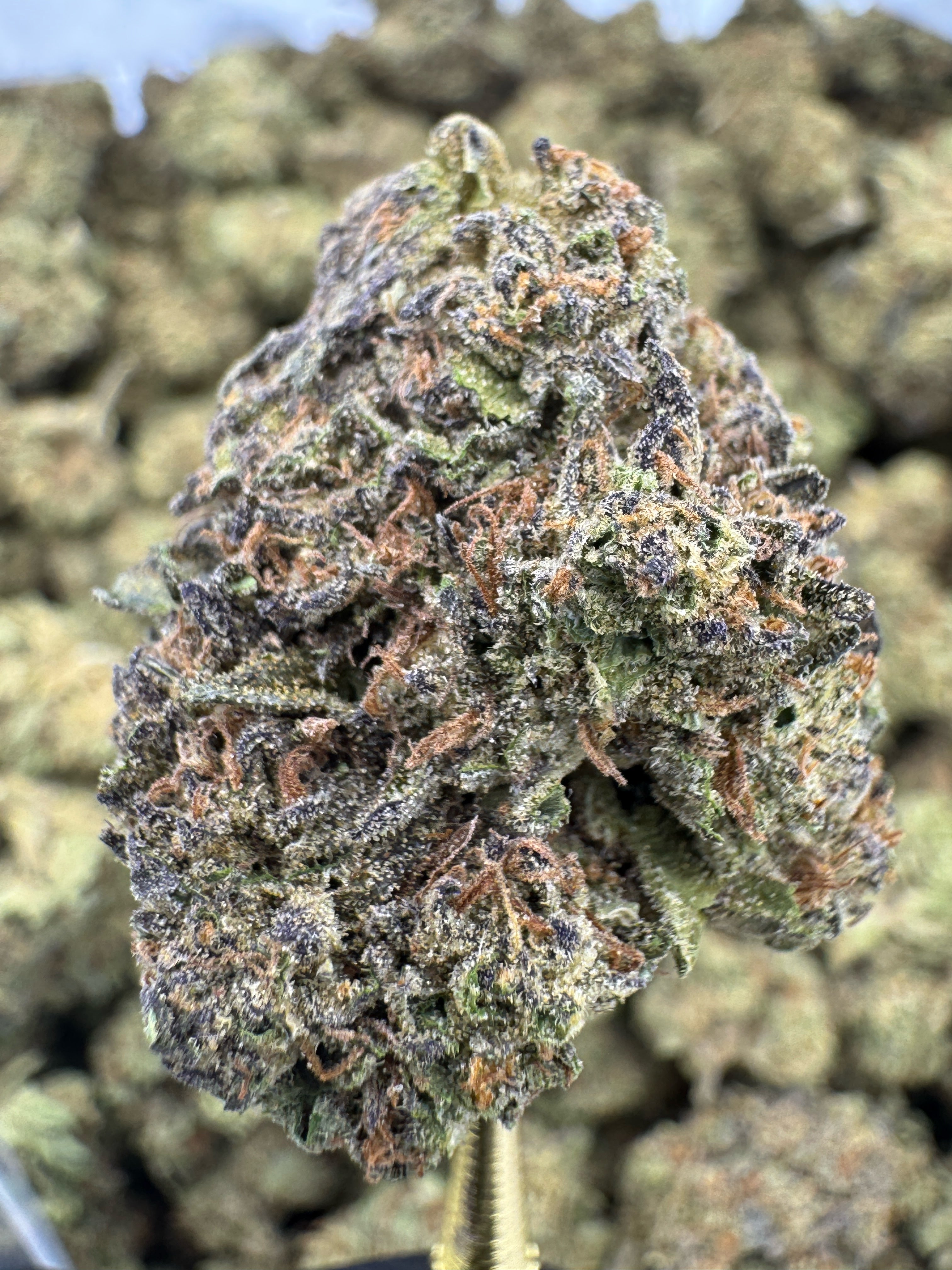 Mochi - THCA BULK Flower - Sungrown