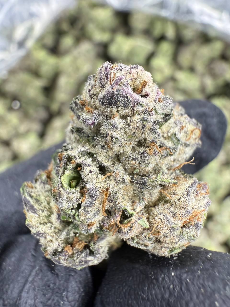 Mochi - THCA BULK FLOWER - EXOTIC INDOOR