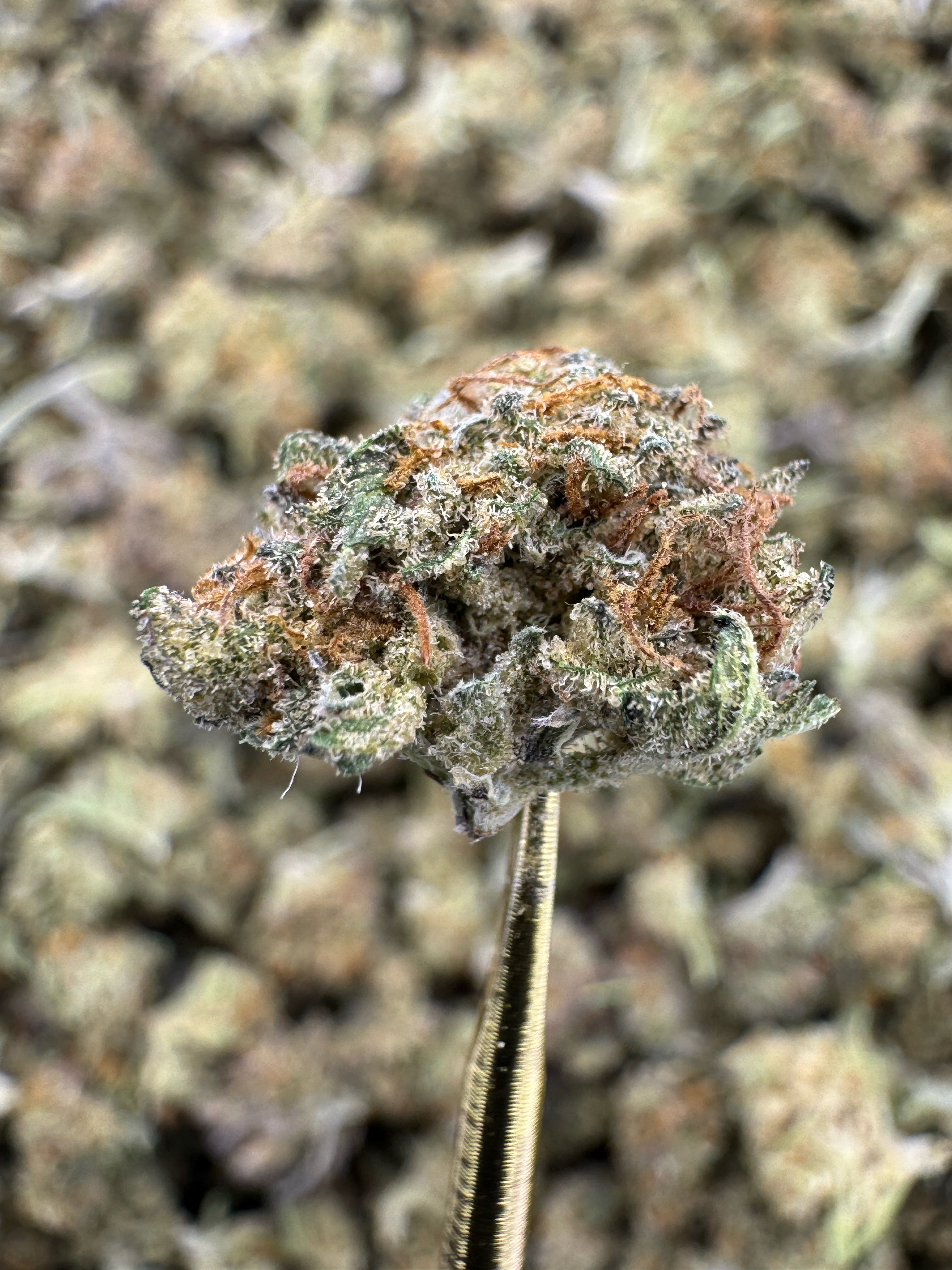Mochi - THCA Flower - Sungrown Gold Nuggets