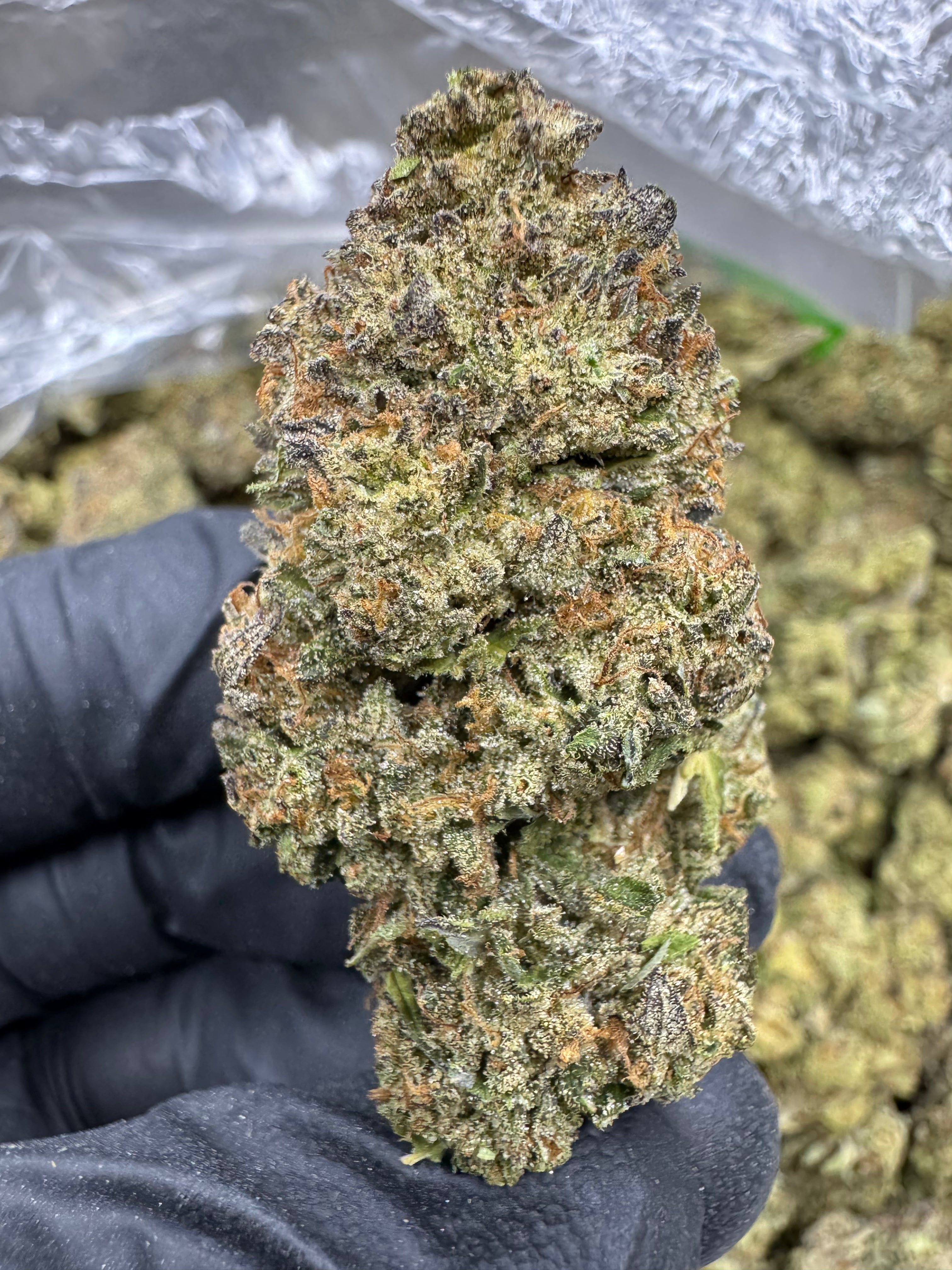 Modified grapes - THCA BULK Flower - Sungrown