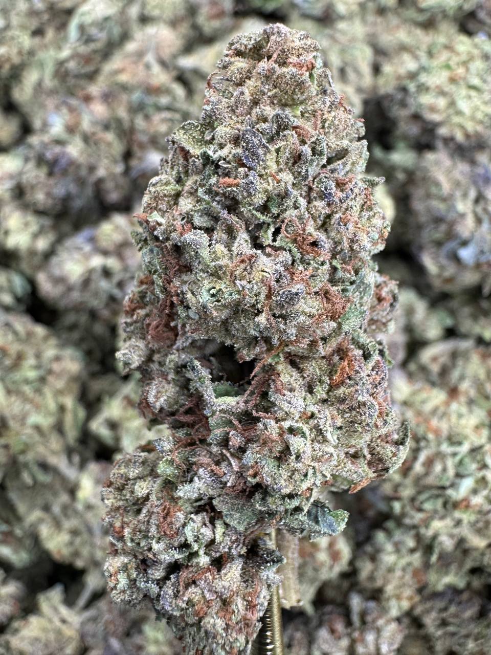 Motor Breath - THCA BULK Flower - Sungrown