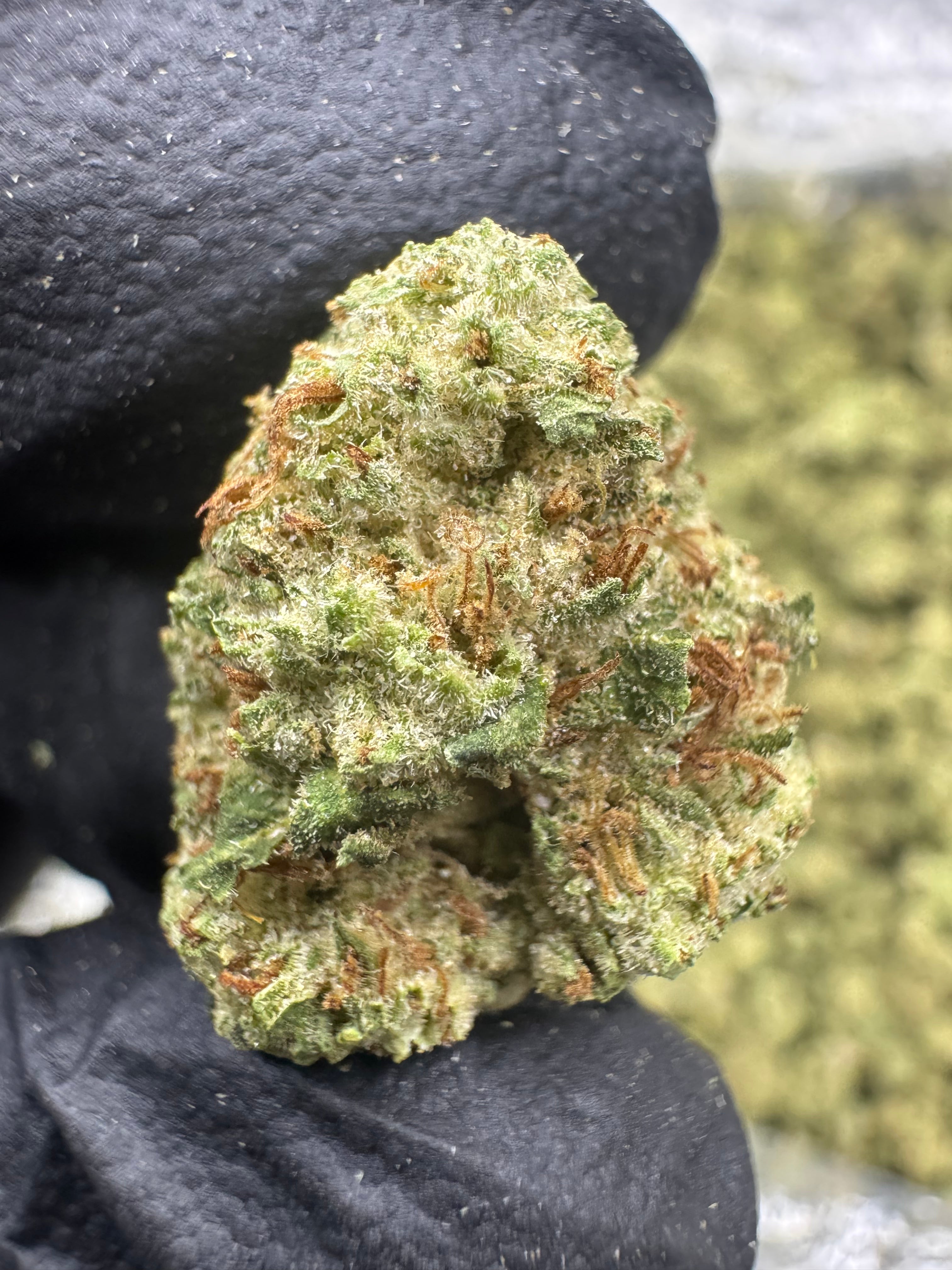 Mule Fuel - THCA Flower - Greenhouse Gold Nuggets