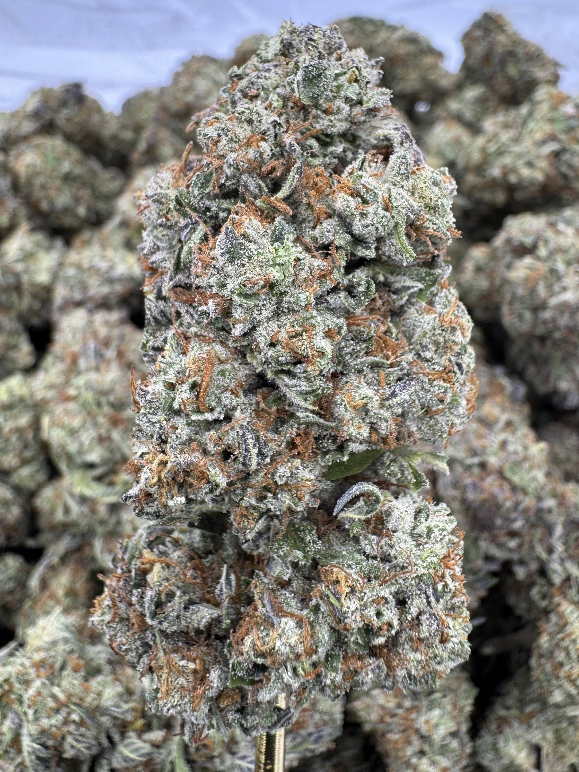Mule Fuel - THCA BULK Flower - Greenhouse