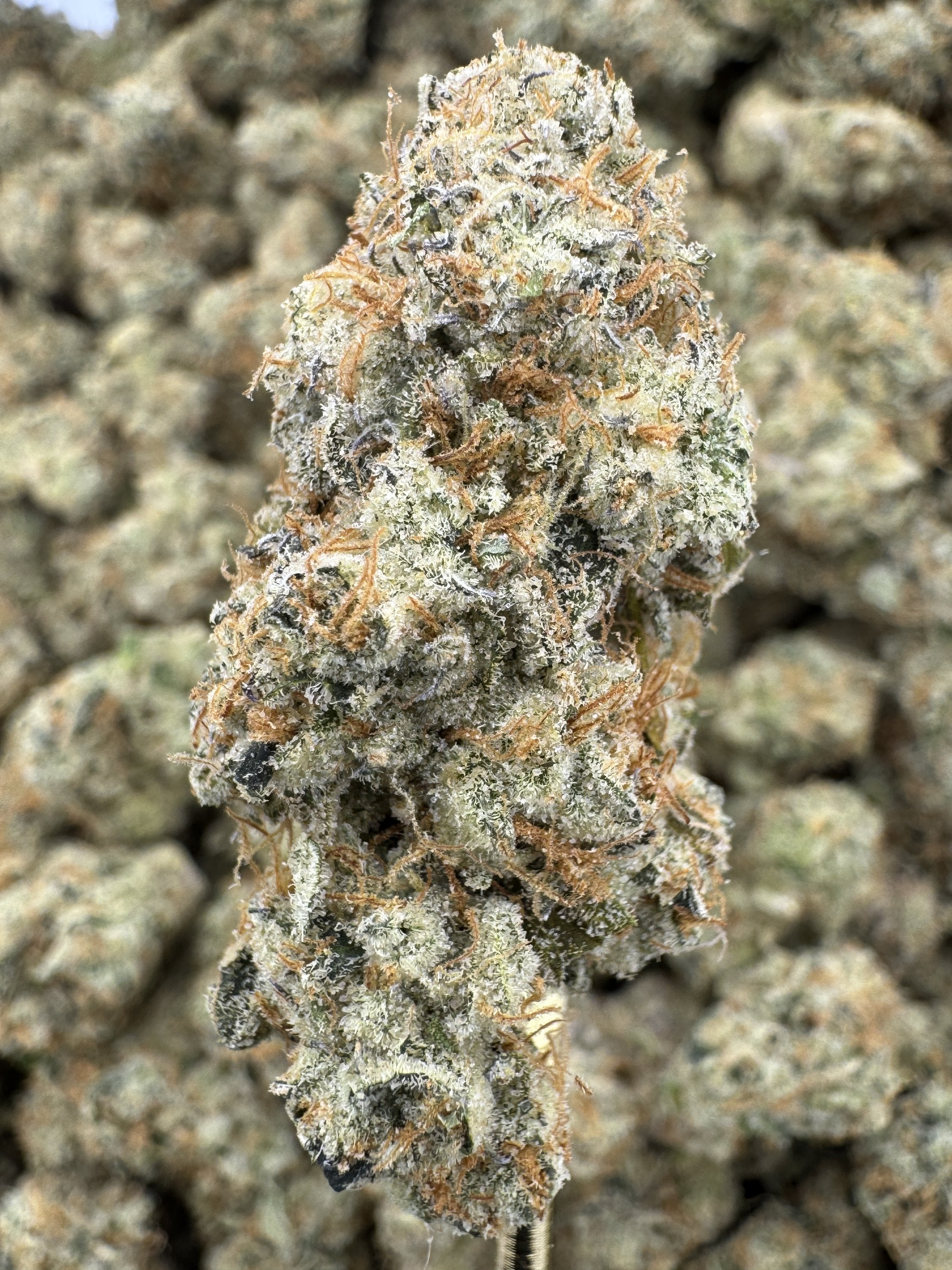 Mule Fuel - THCA BULK Flower - Indoor