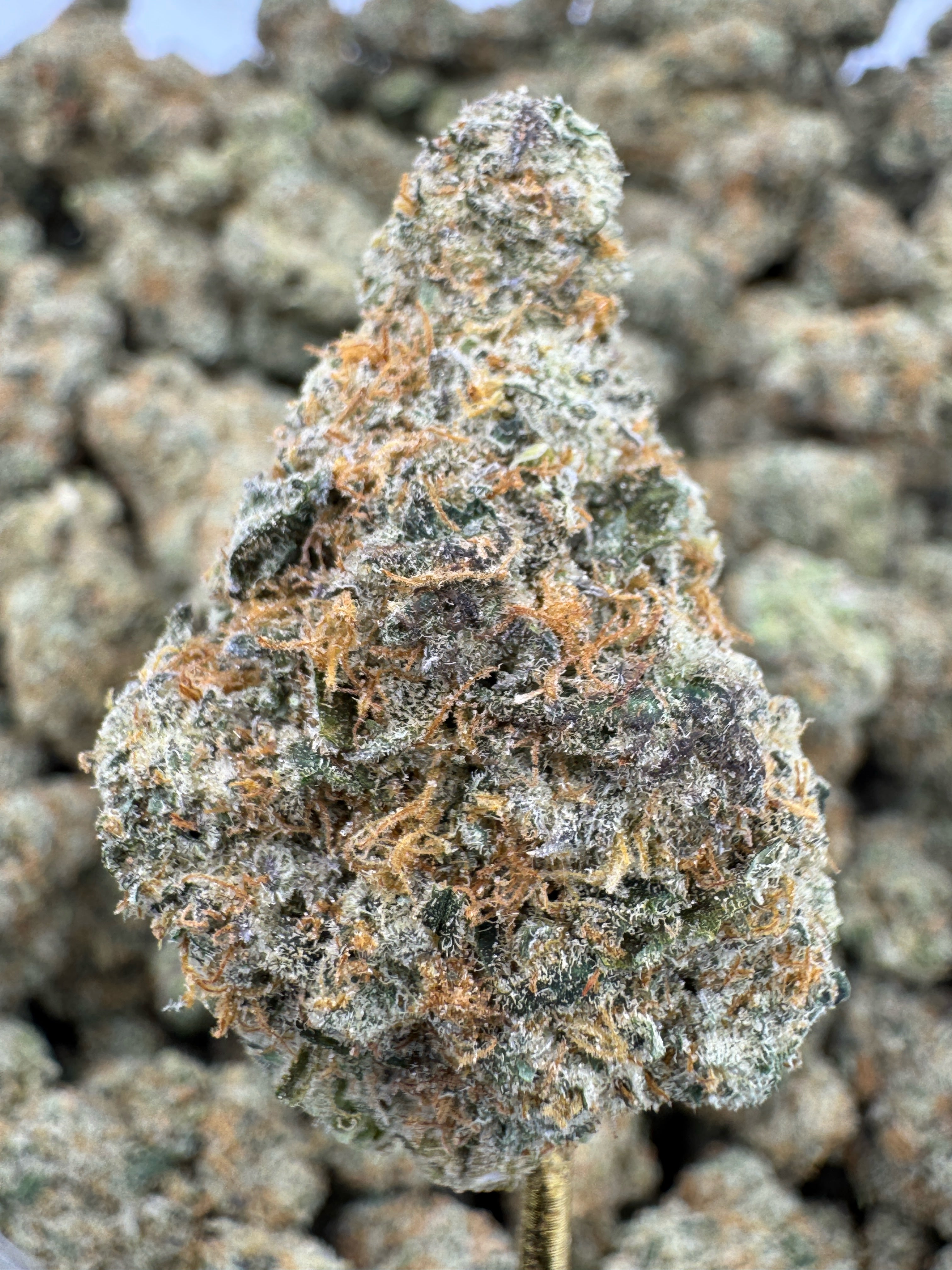 Mule Fuel - THCA BULK Flower - Indoor Exotic