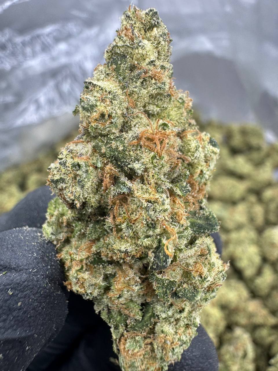 Mule Fuel - THCA BULK FLOWER - EXOTIC INDOOR