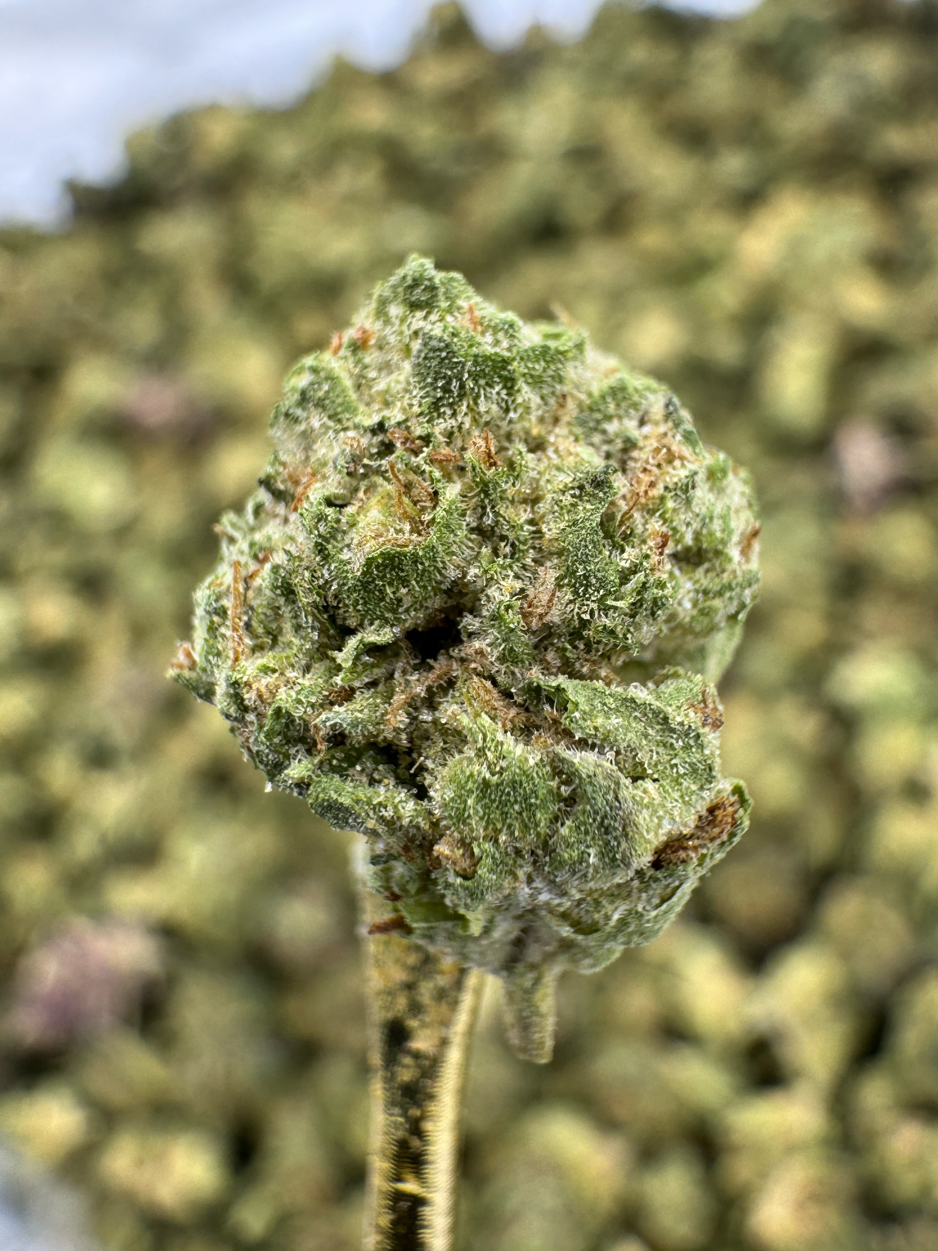 Mule Fuel - THCA Flower - Greenhouse Gold Nuggets | Gold Canna Mule Fuel - THCA Flower - Greenhouse Gold Nuggets | Gold Canna