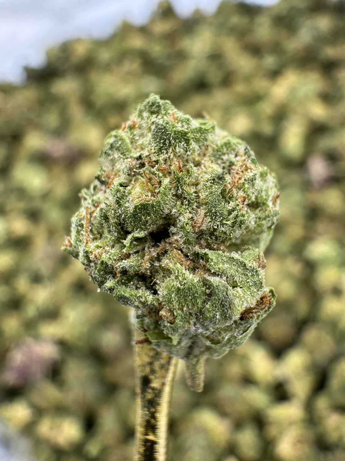 Mule Fuel - THCA BULK Flower - Greenhouse Smalls
