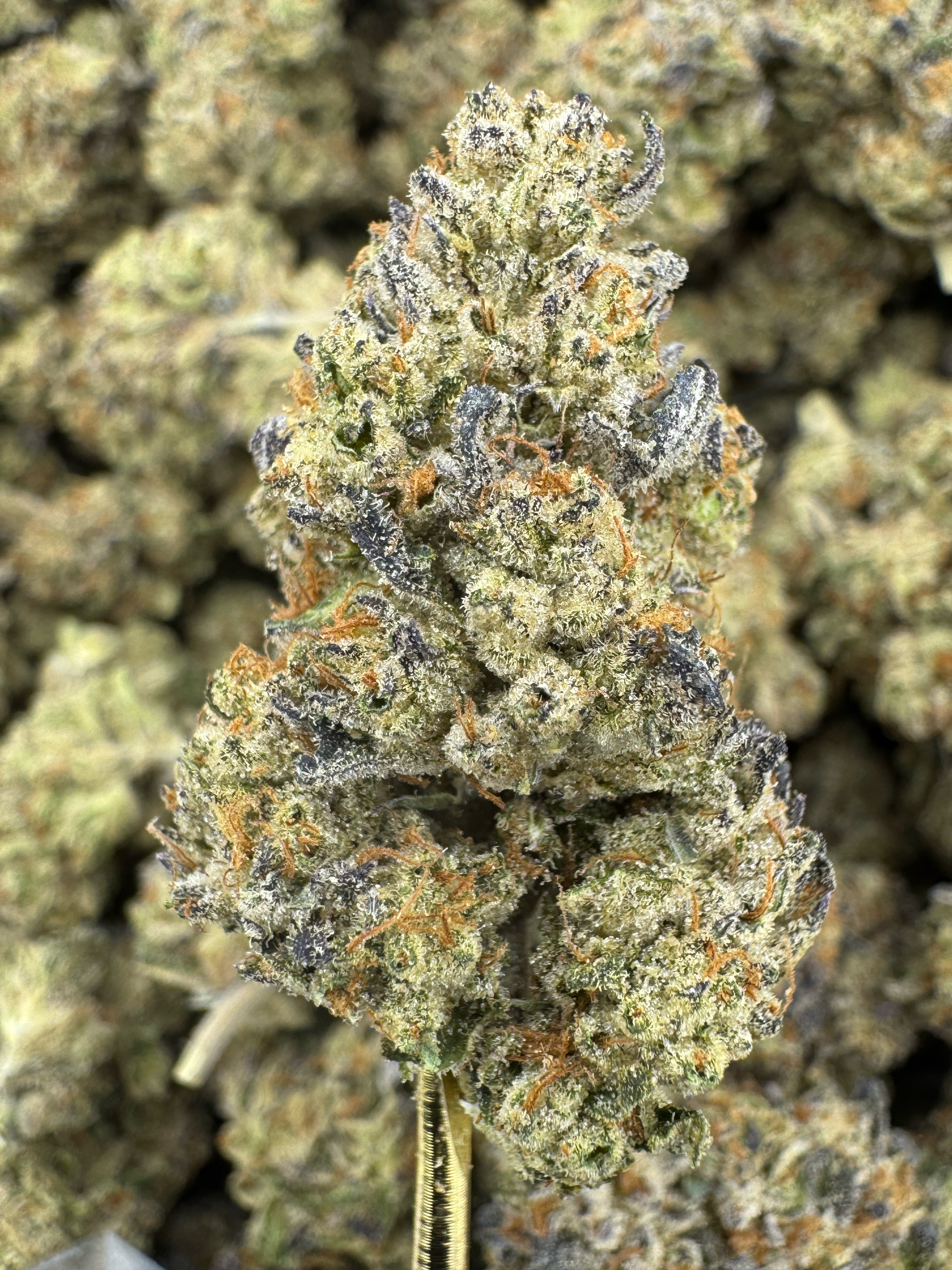 Mule Fuel - THCA BULK Flower - Indoor
