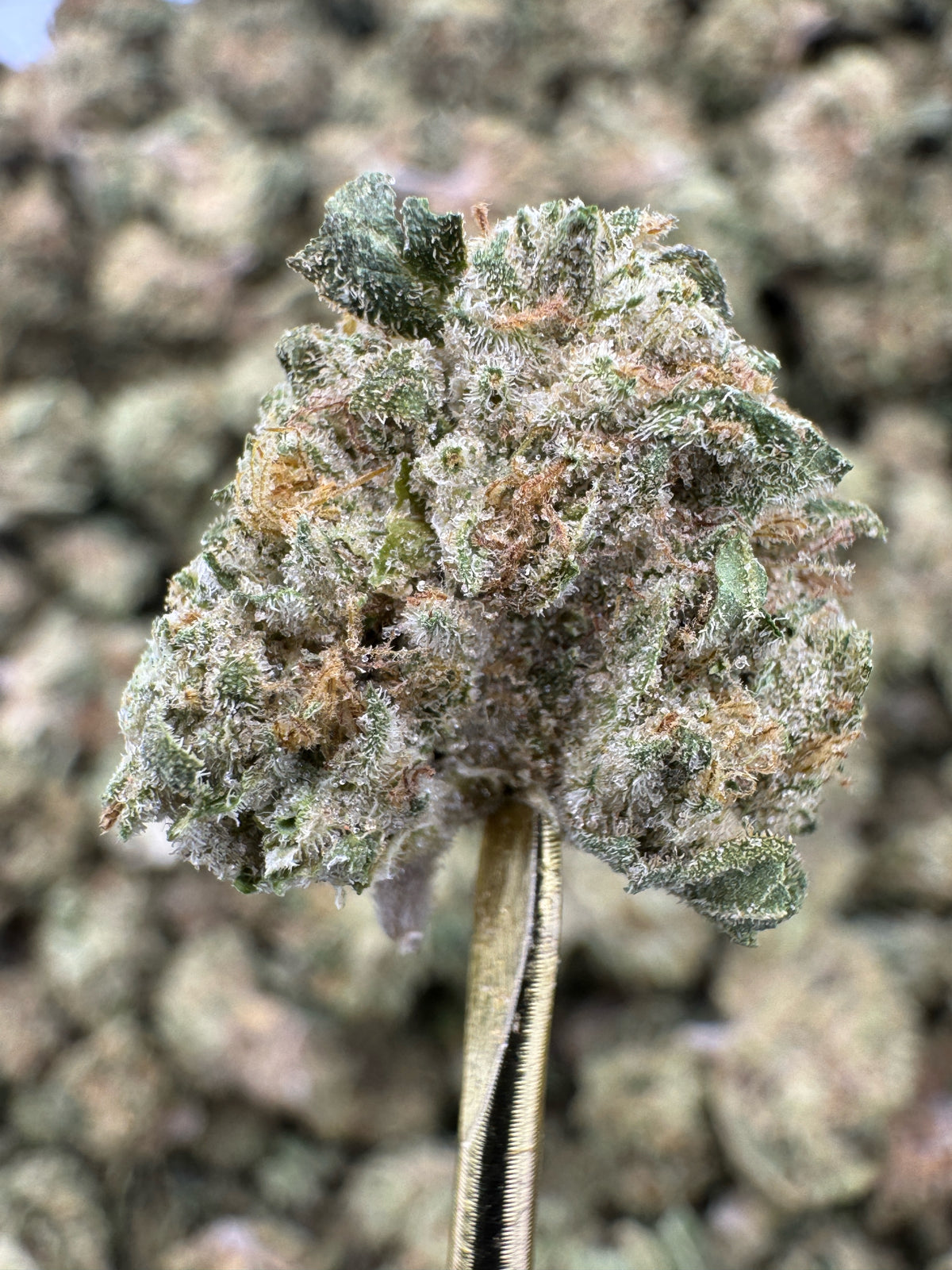 Mule Fuel - THCA Flower - Greenhouse Gold Nuggets