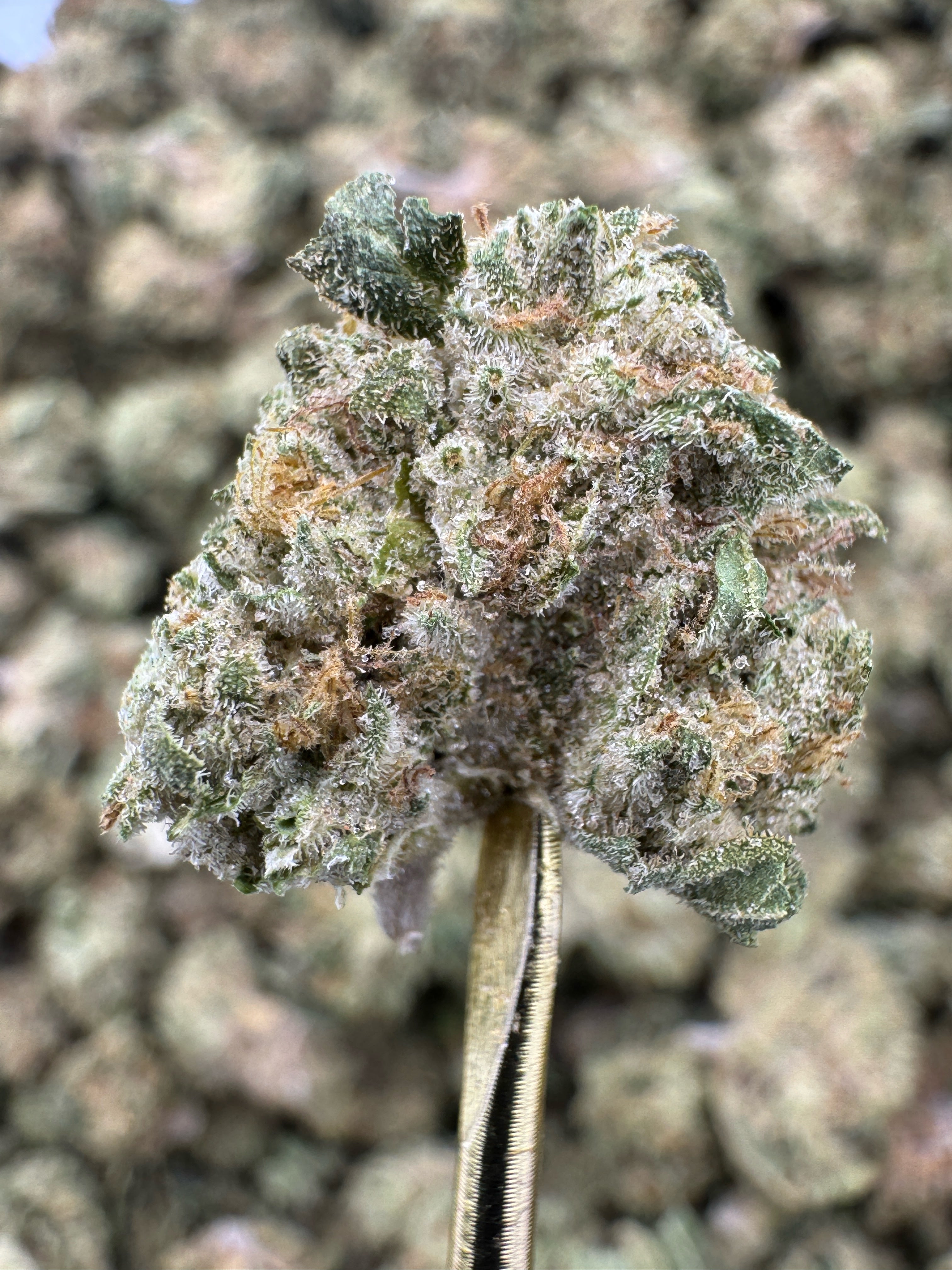 Mule Fuel - THCA Flower - Indoor Gold Nuggets