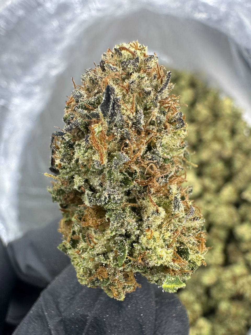 Mule Fuel - THCA FLOWER - TOP SHELF