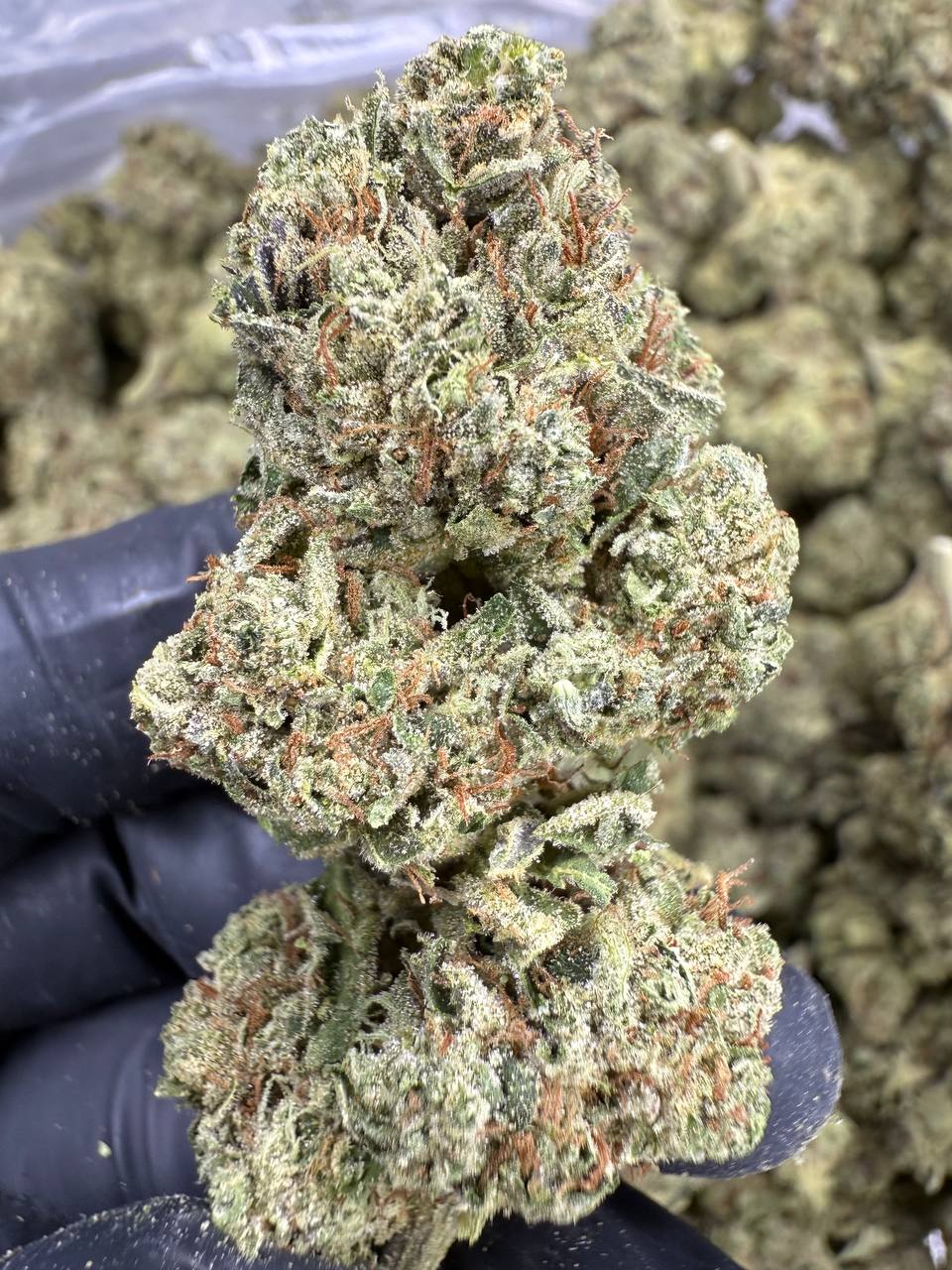OG Kush - THCA BULK Flower - Sungrown