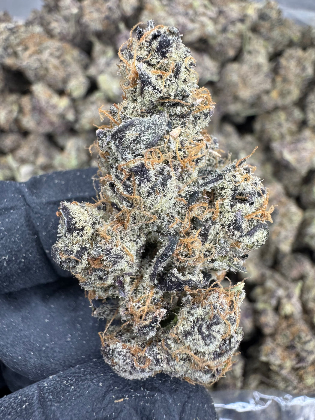 Peanut Butter Apricot - THCA BULK FLOWER - EXOTIC INDOOR