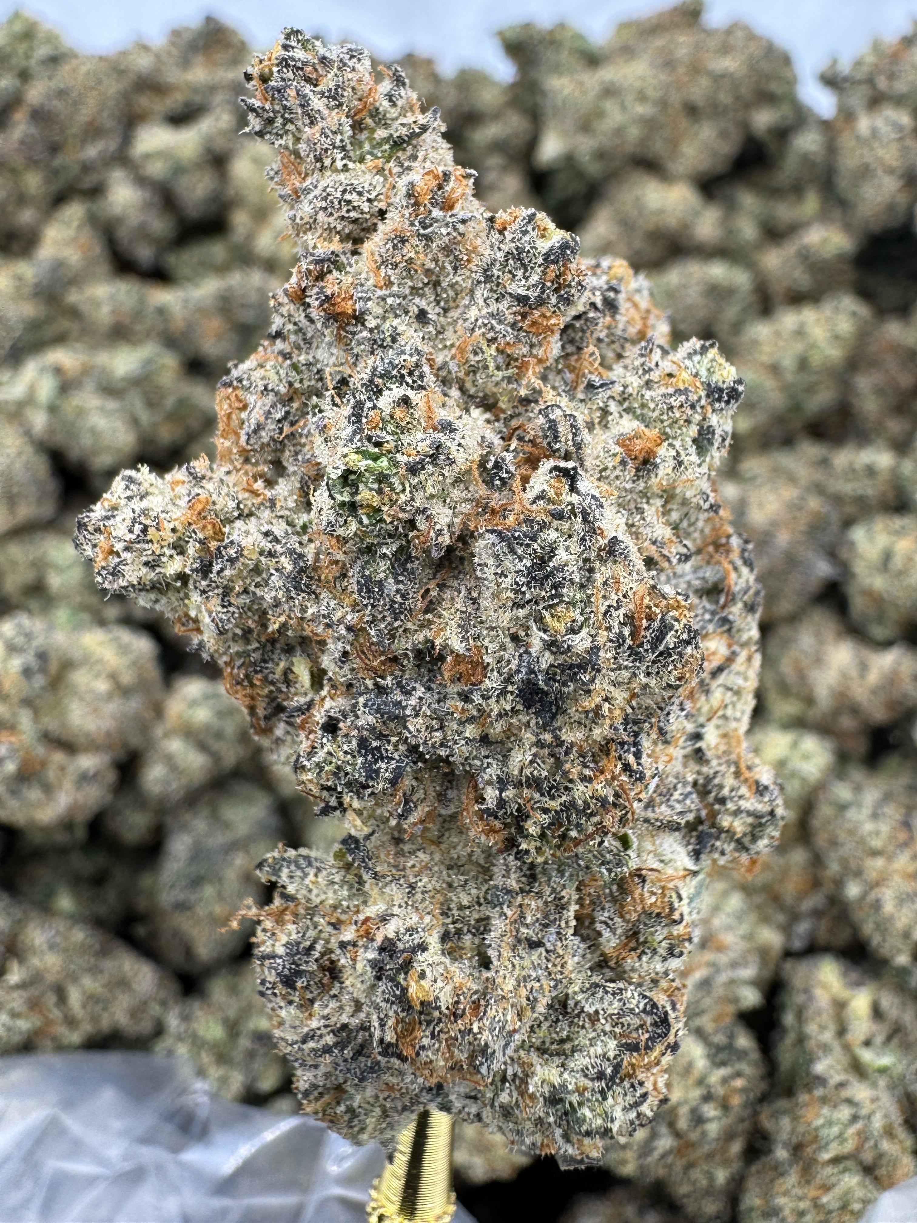 Permanent Marker - THCA BULK Flower - Indoor Exotic