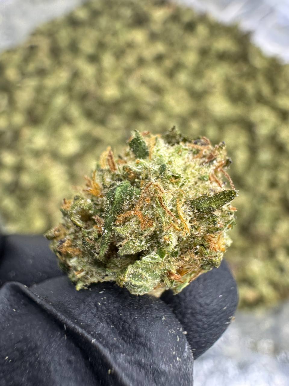 Permanent Marker - THCA Flower - Greenhouse Gold Nuggets