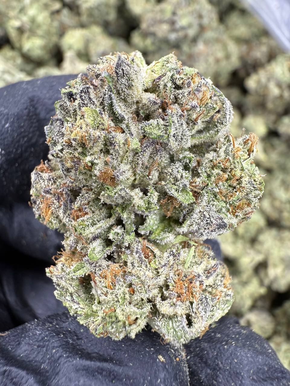 Permanent Marker - THCA BULK FLOWER - TOP SHELF