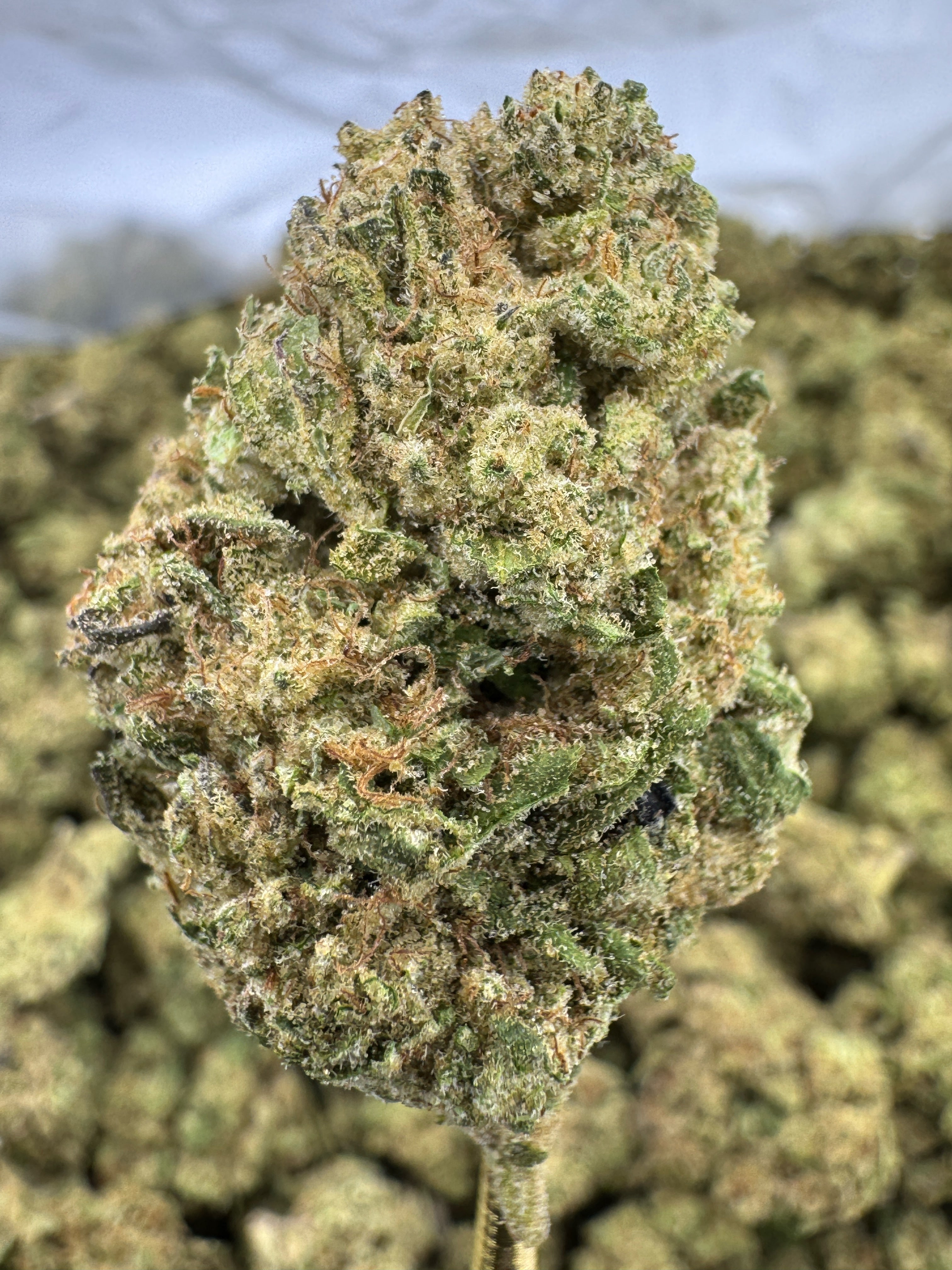 Permanent Marker - THCA BULK Flower - Greenhouse
