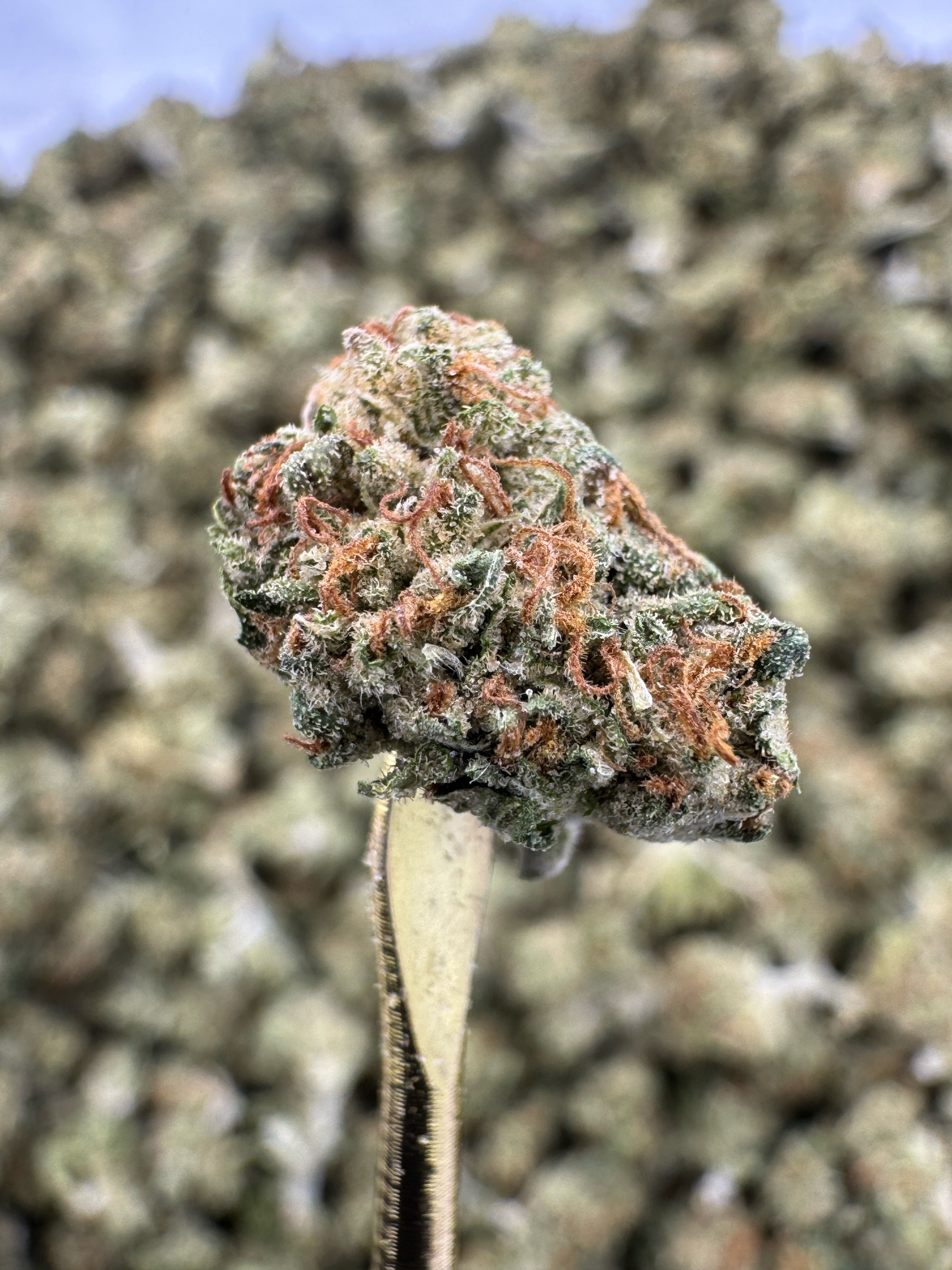Pink Lemonade - THCA Flower - Sungrown Gold Nuggets