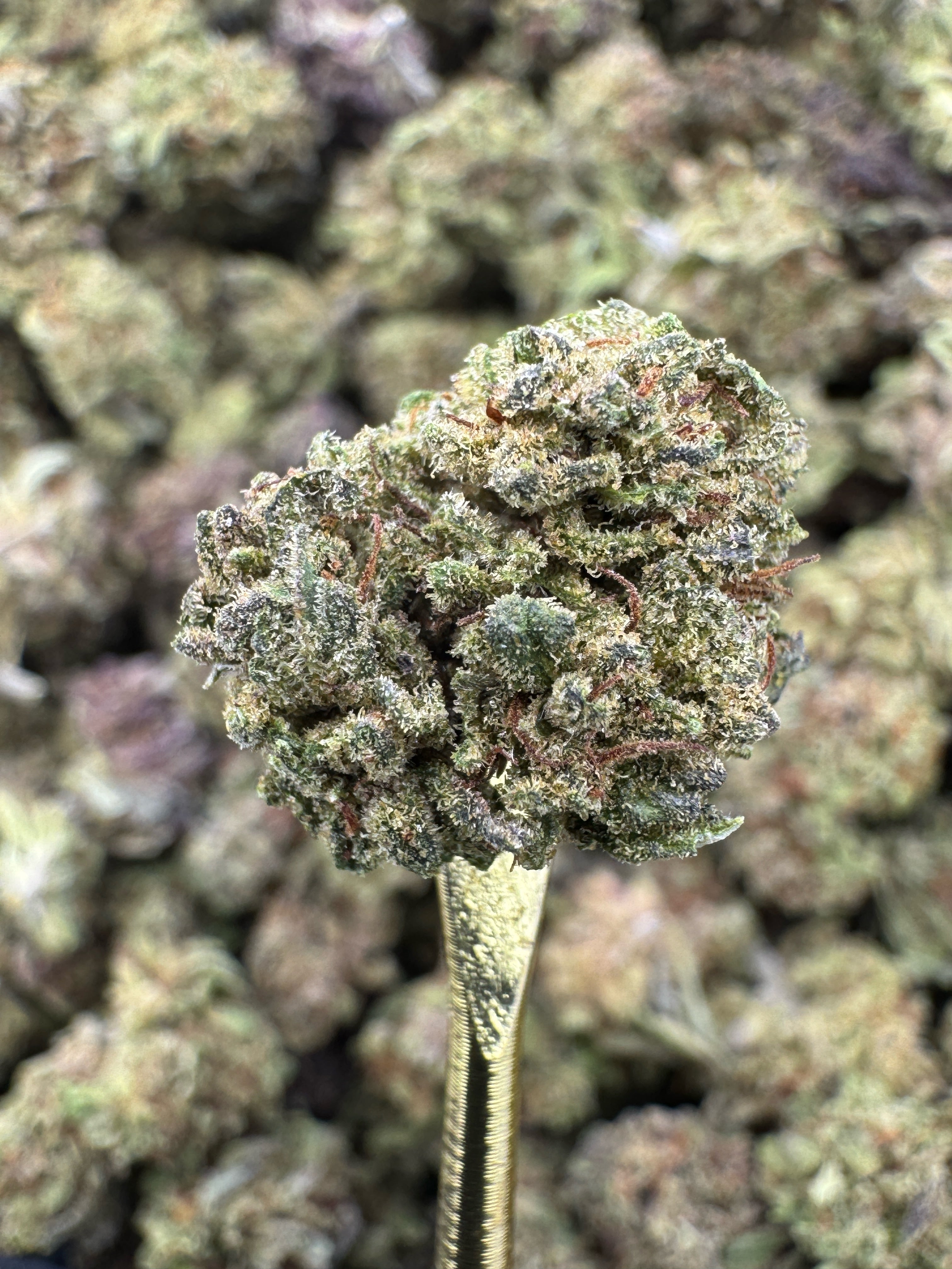 Pink Pineapple - CBD Flower - Sungrown Gold Nuggets