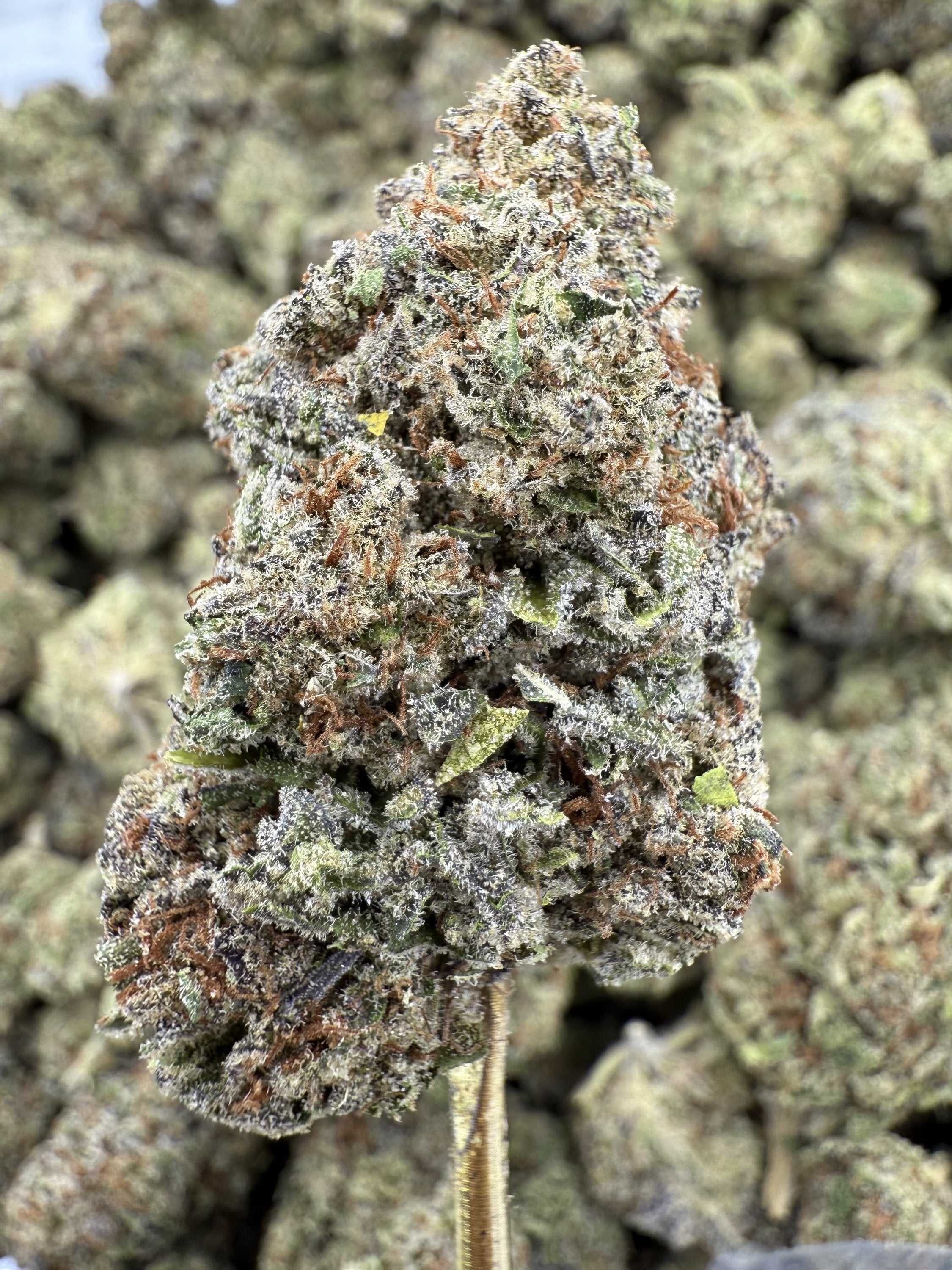 Pink Certz - THCA BULK Flower - Greenhouse