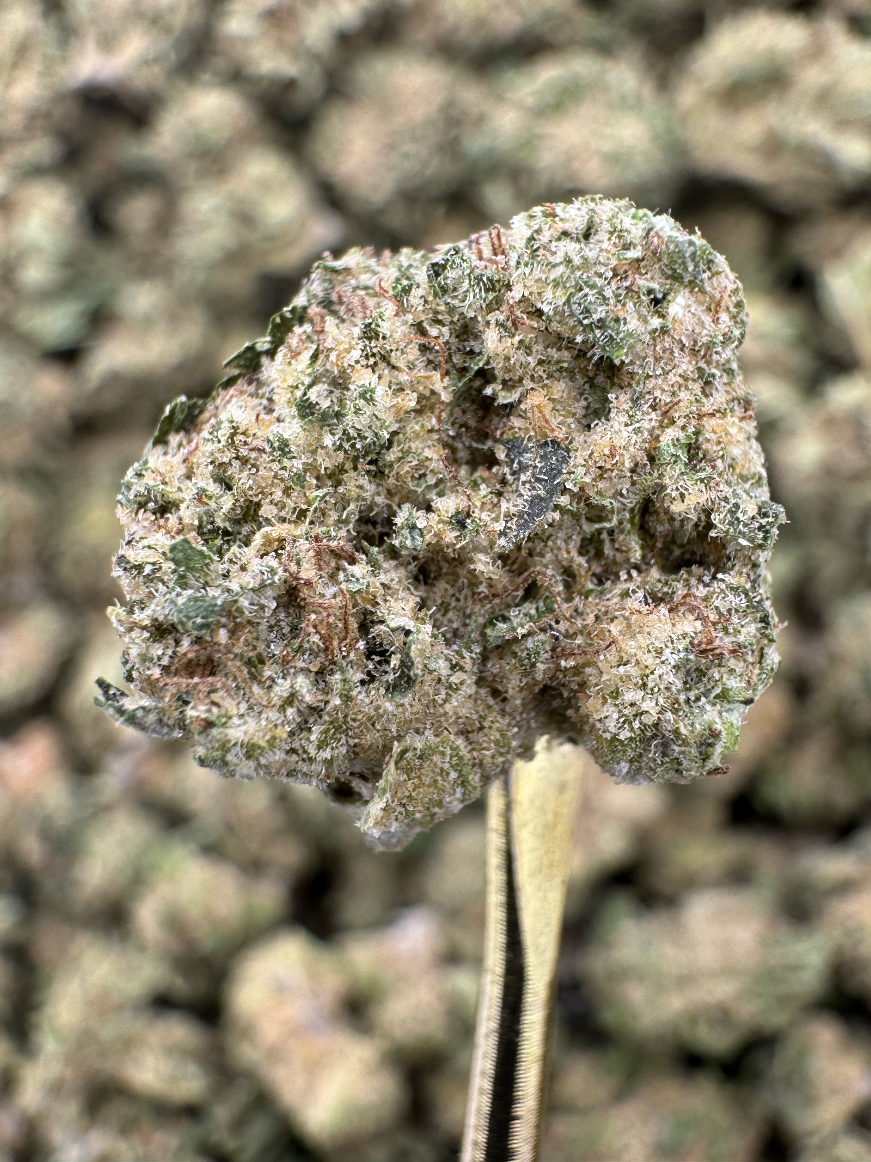 Pink Certz - THCA Flower - Greenhouse Gold Nuggets