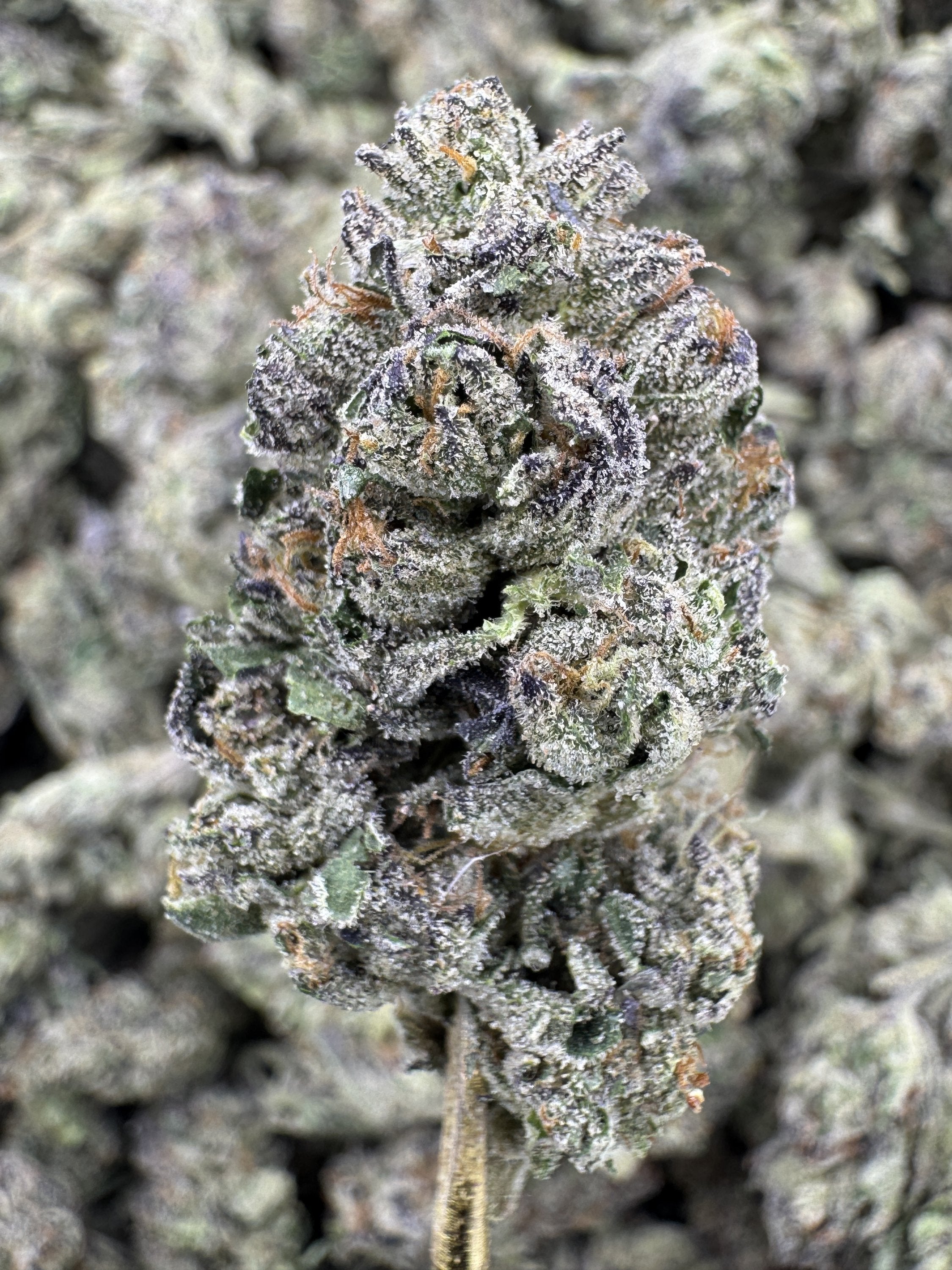 Pink Lemonade - THCA BULK Flower - Greenhouse