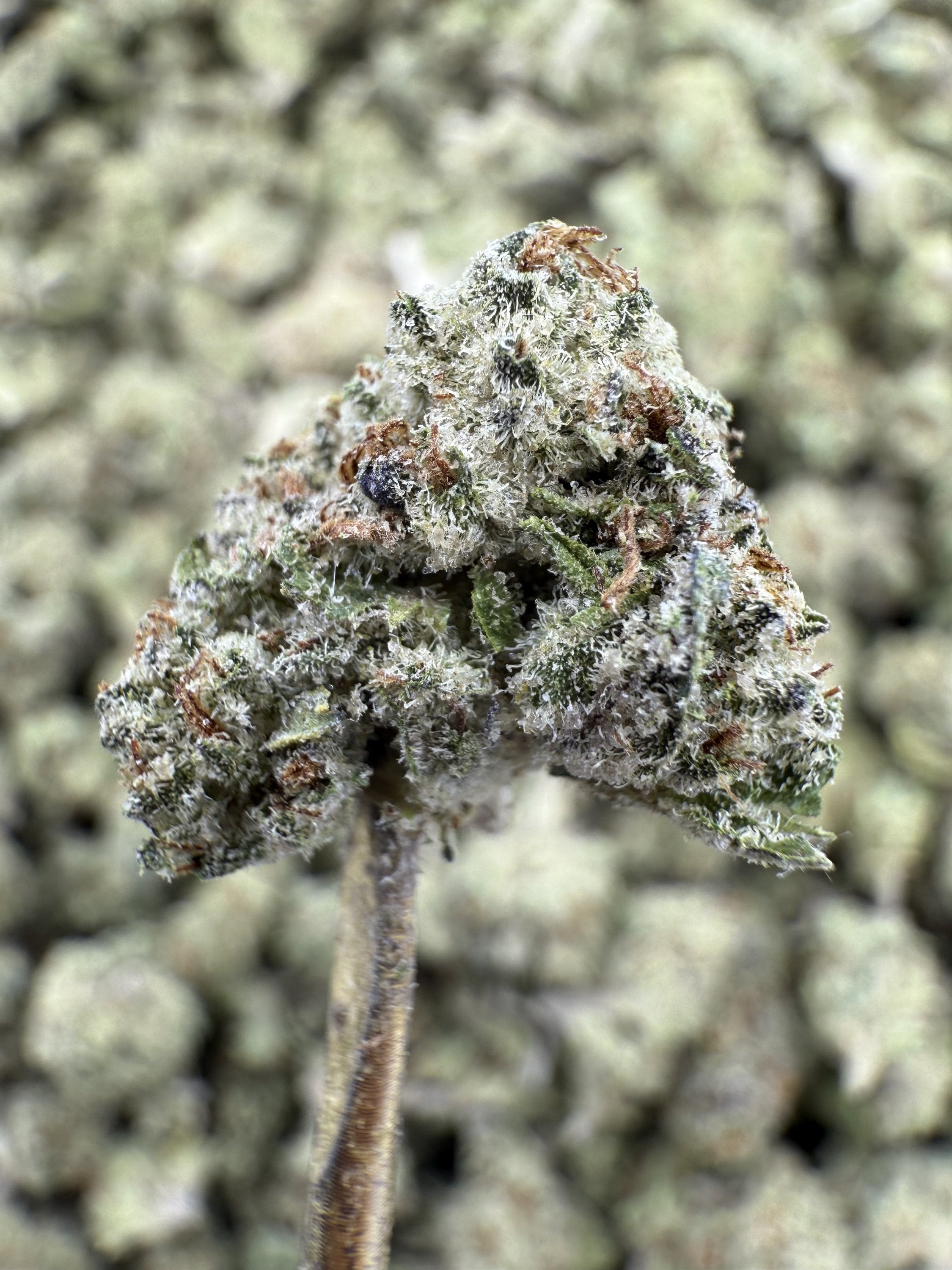 Pink Lemonade - THCA Flower - Greenhouse Gold Nuggets