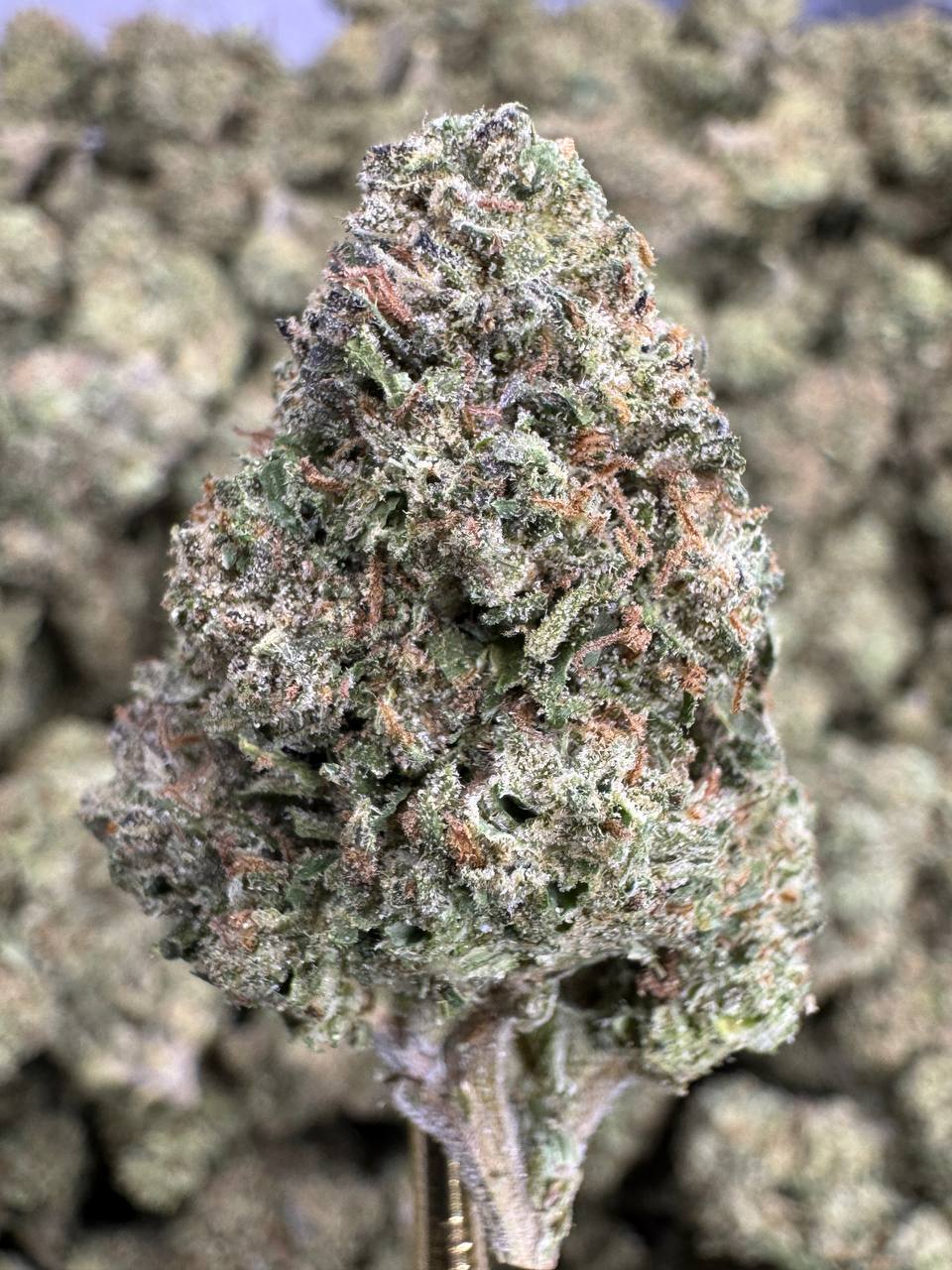 Pink Lemonade - THCA BULK FLOWER - CLASSIC RESERVE