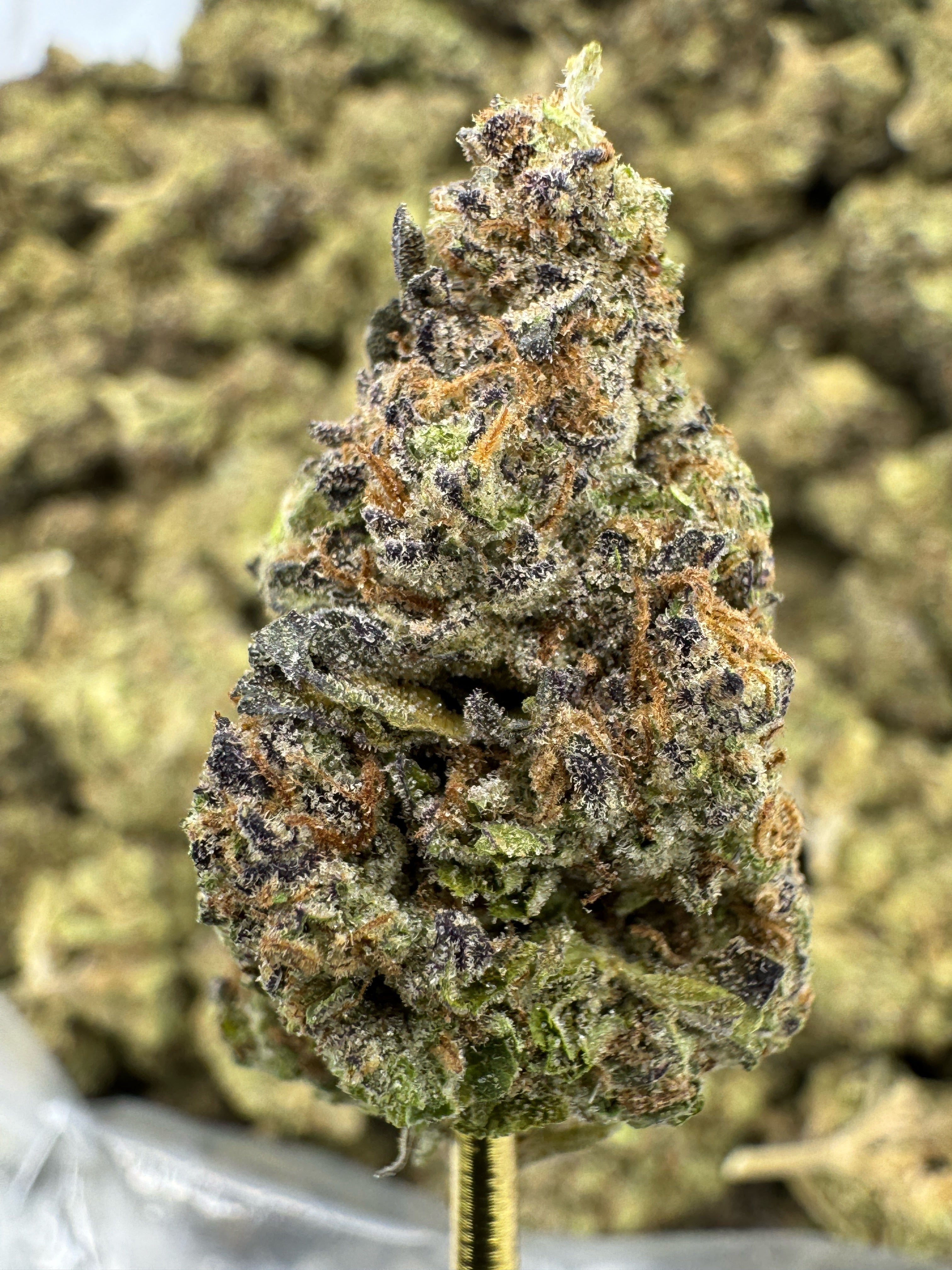 Pink Lemonade - THCA BULK Flower - Sungrown