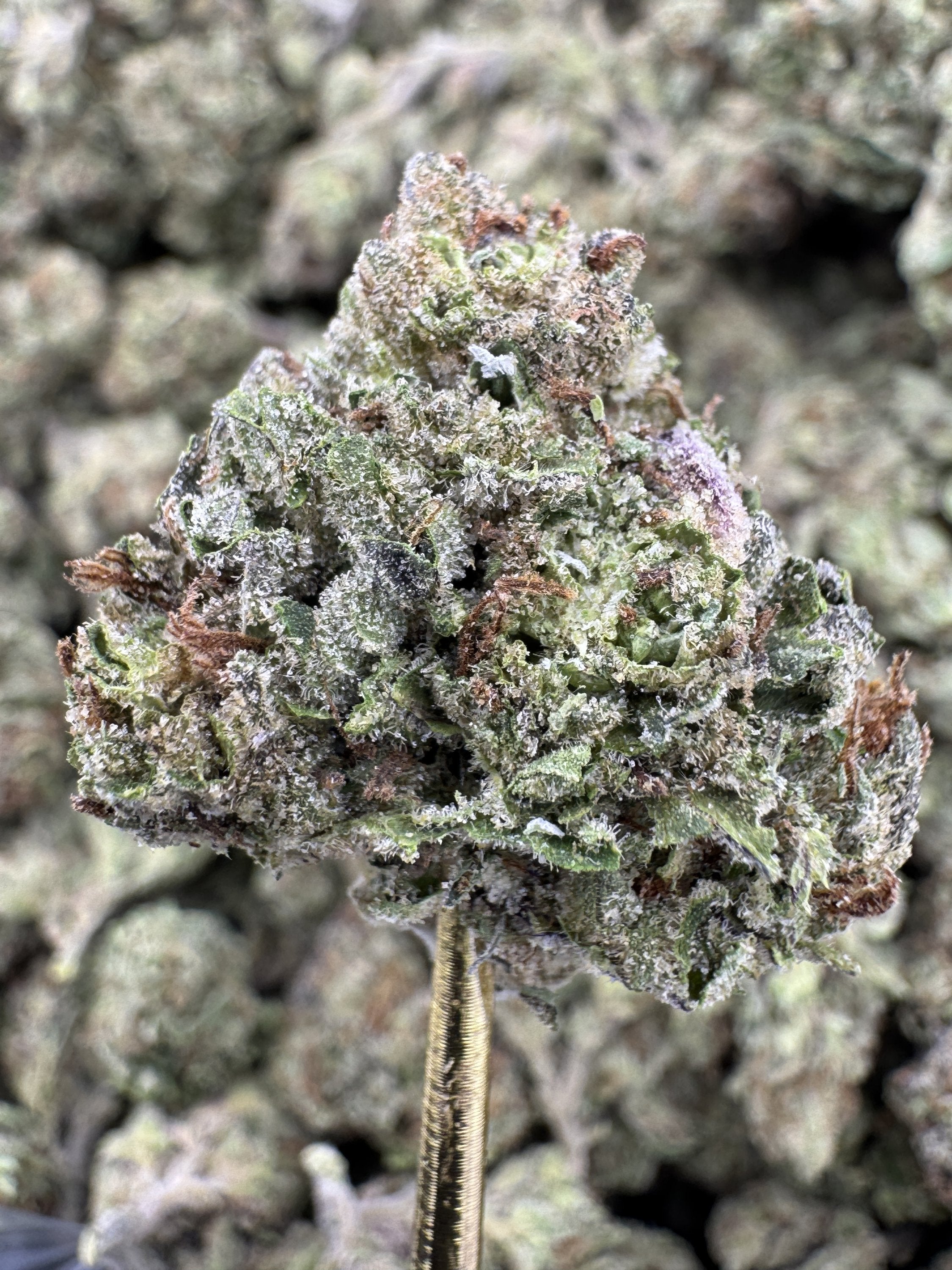 Pink Runtz - THCA BULK Flower - Greenhouse