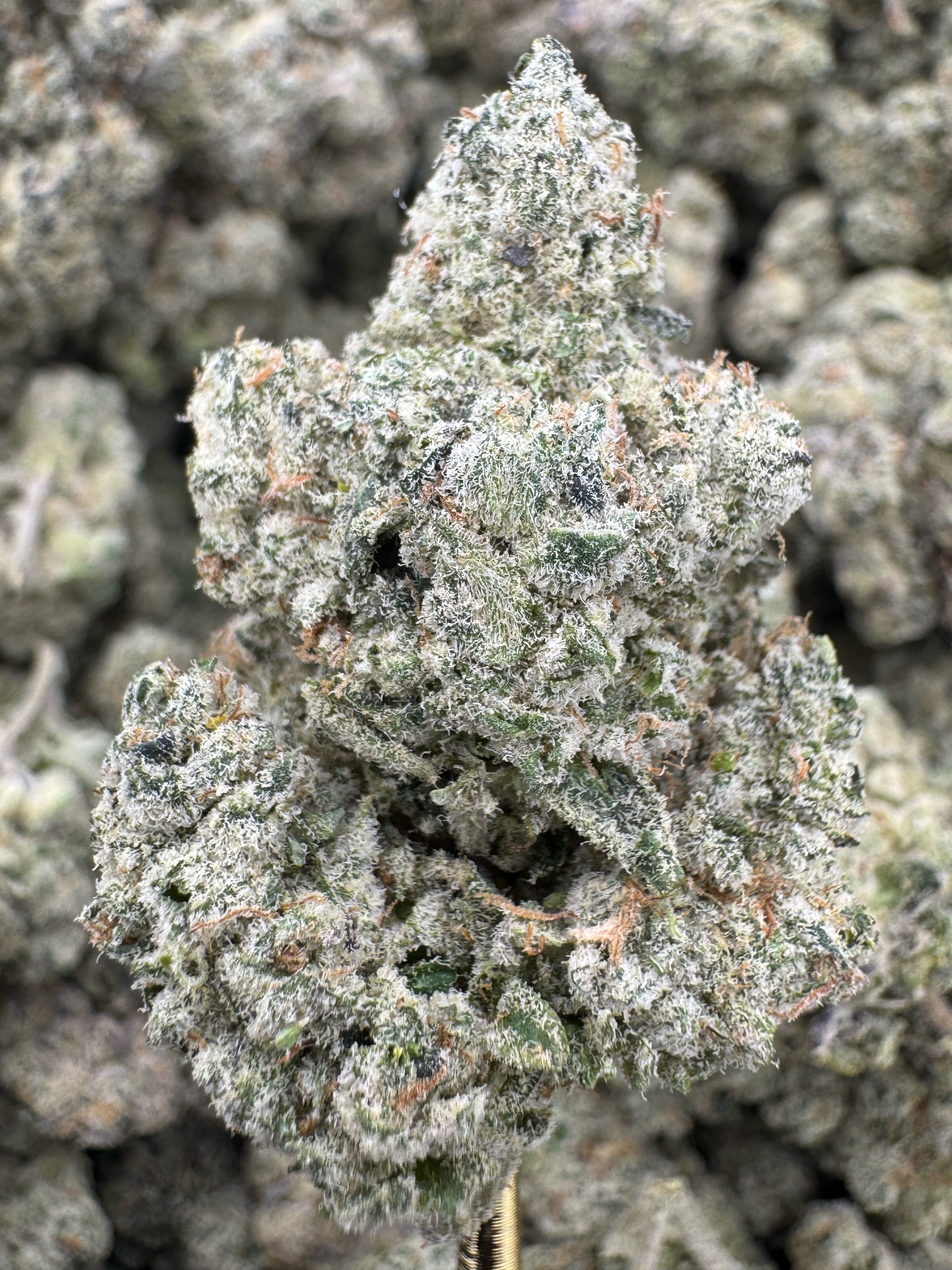 Pink Runtz - THCA BULK Flower - Indoor Exotic