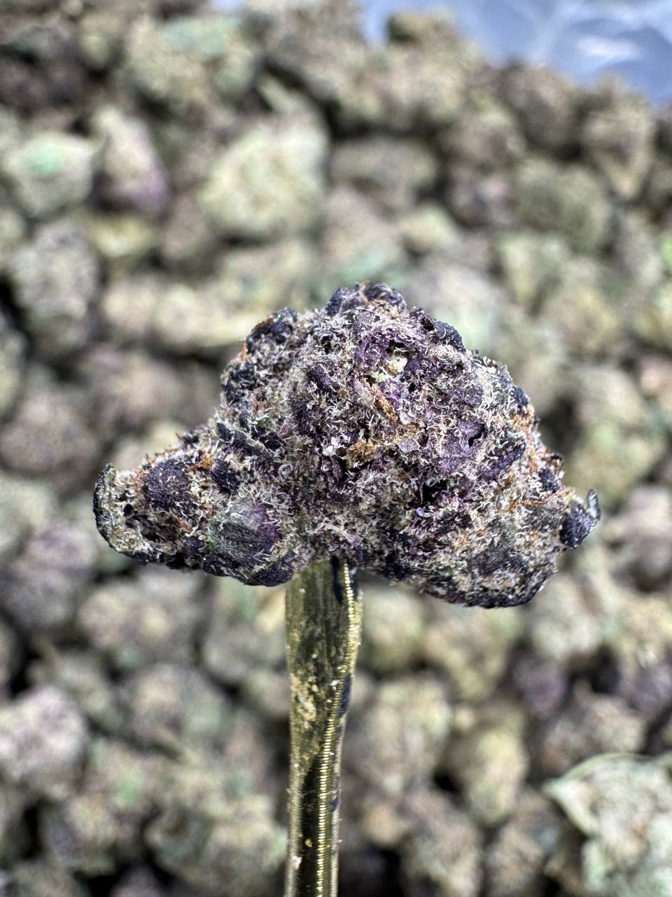 Pink Runtz - THCA BULK Flower - Indoor Smalls Exotic