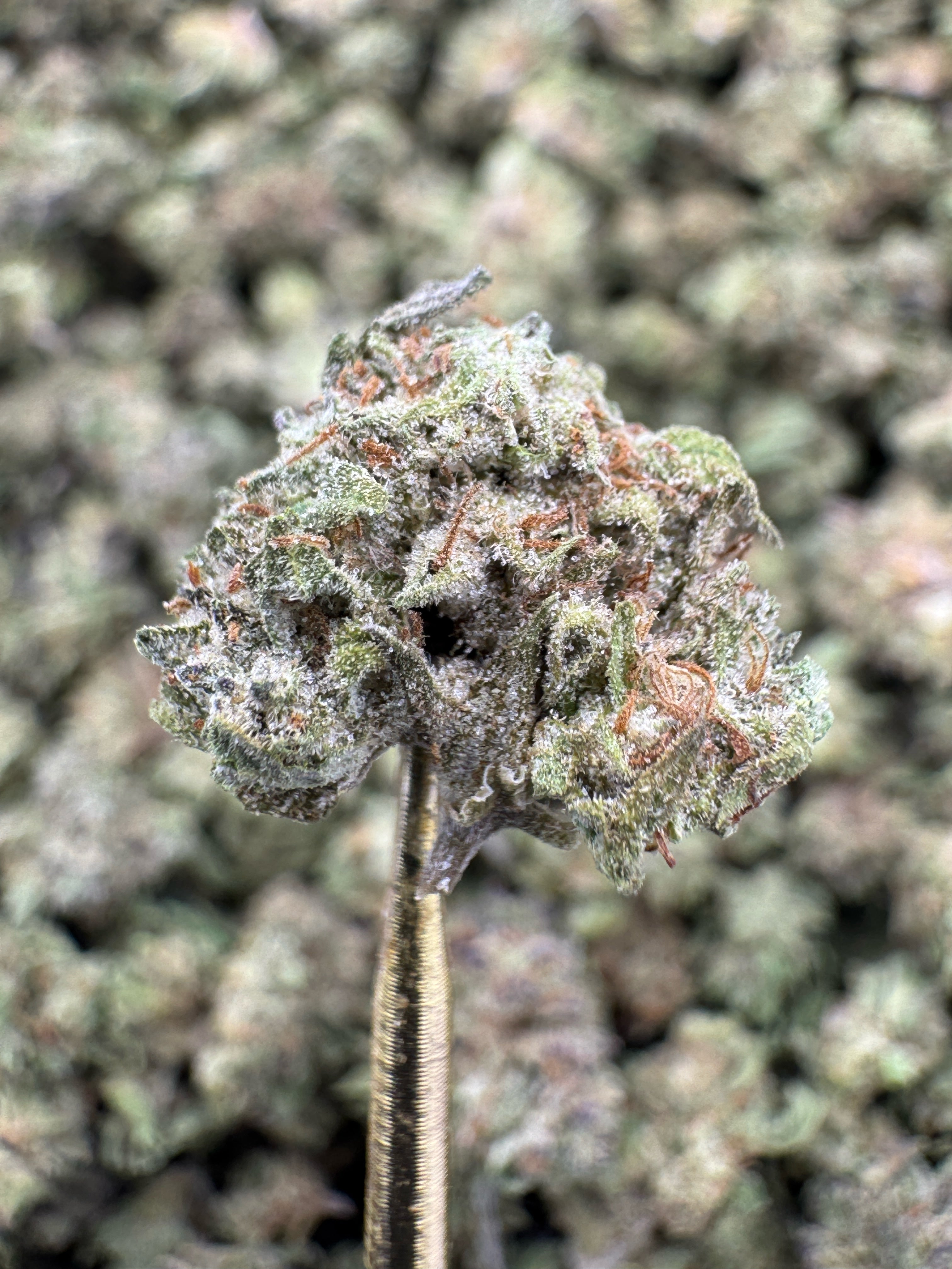 Pink Runtz - THCA BULK Flower - Greenhouse Smalls