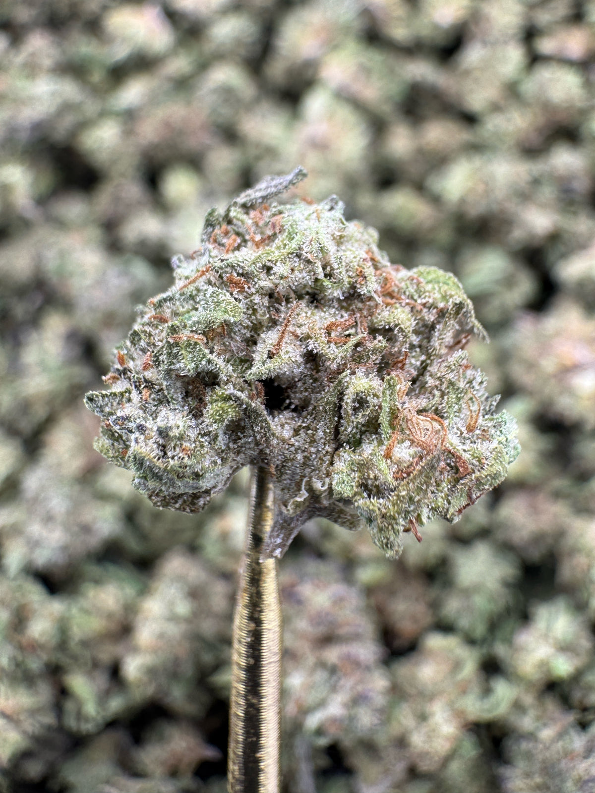 Pink Runtz - THCA BULK Flower - Greenhouse Smalls