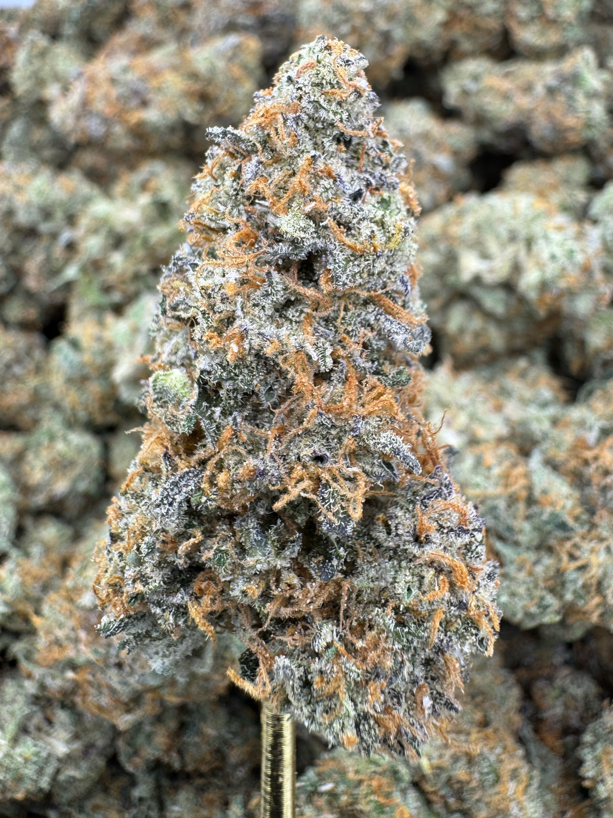 Planet Bang Bang - THCA BULK Flower - Indoor Exotic