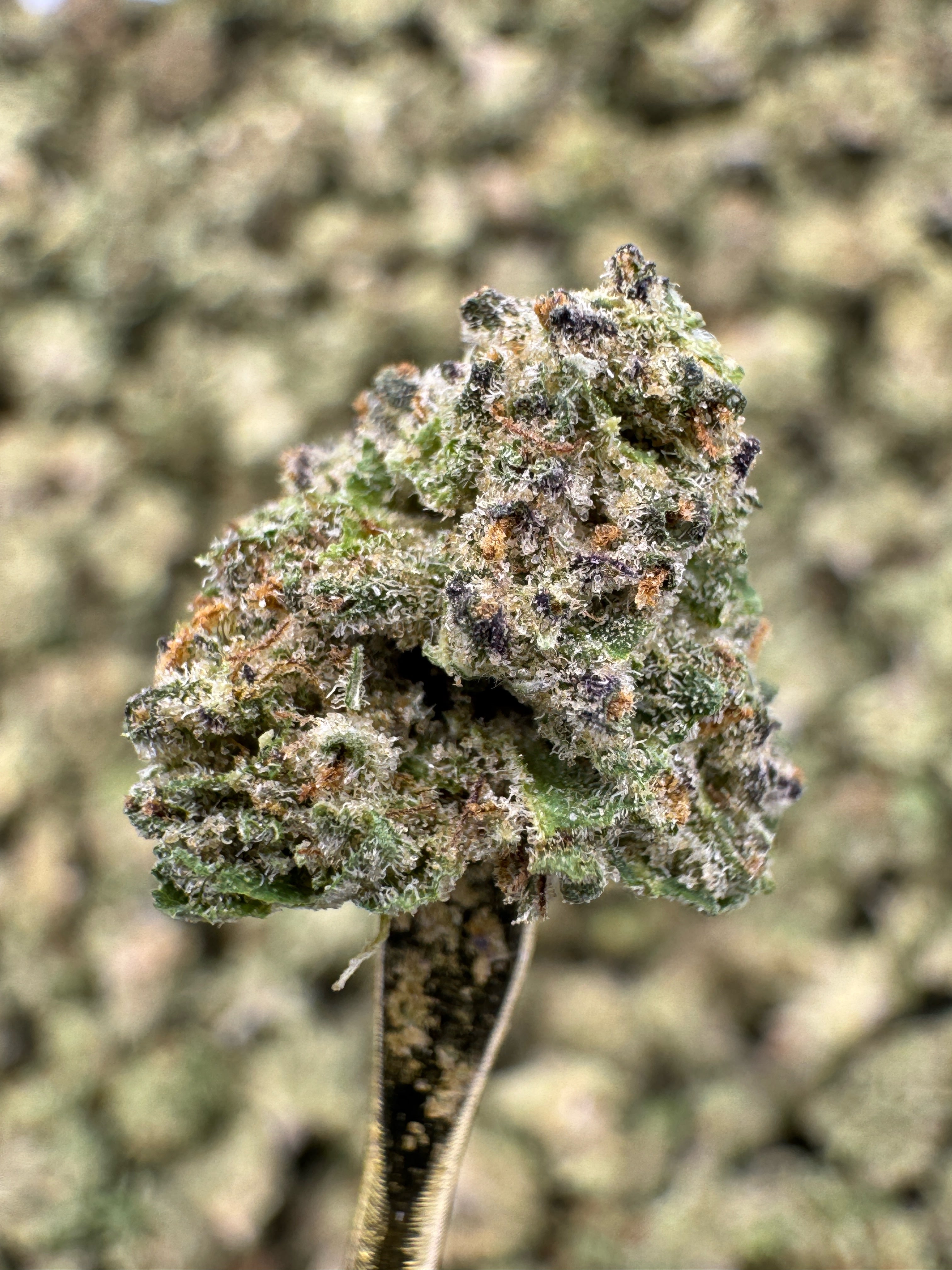 Platinum Grapes - THCA Flower - Greenhouse Gold Nuggets