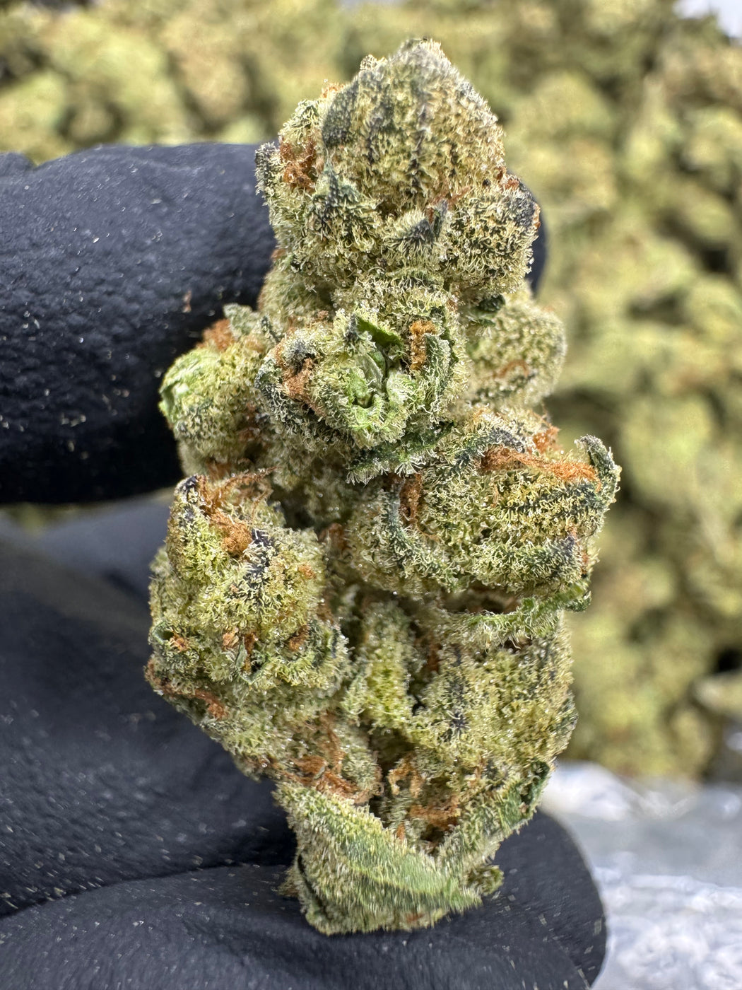 Platinum Gushers - THCA BULK FLOWER - MEDIUMS -AA INDOOR