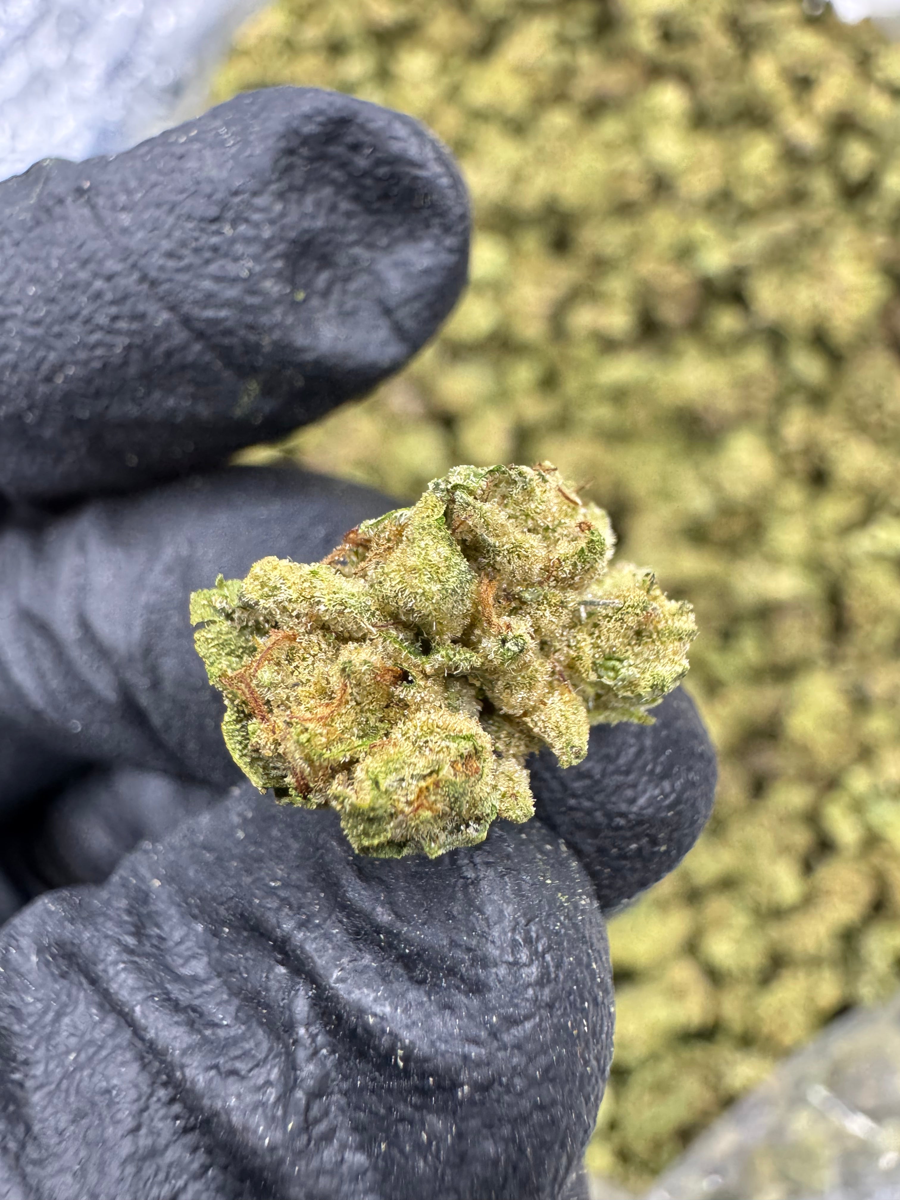 Platinum Gushers - THCA Flower - Greenhouse Gold Nuggets
