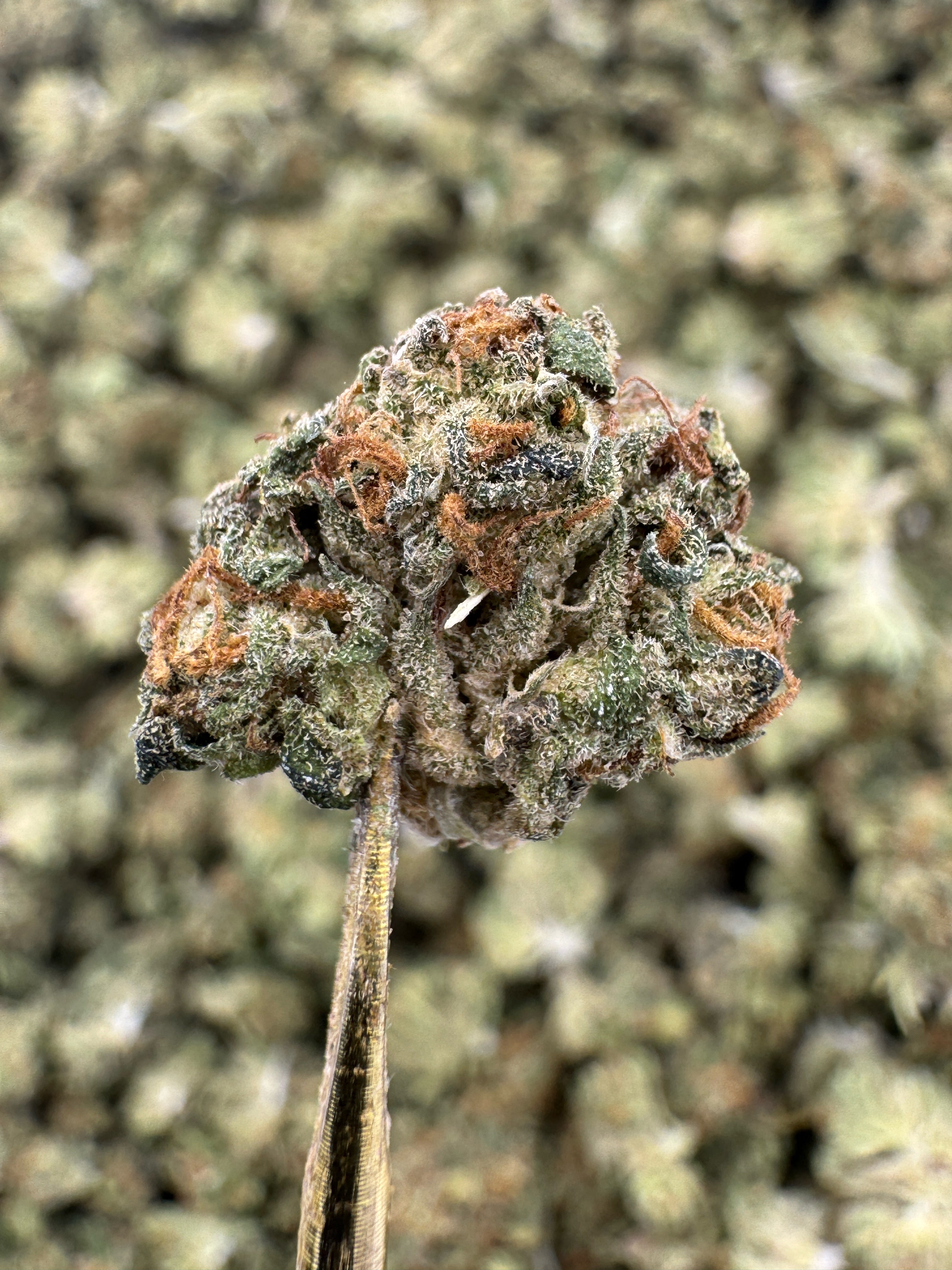 Platinum Cookies - THCA Flower - Sungrown Gold Nuggets