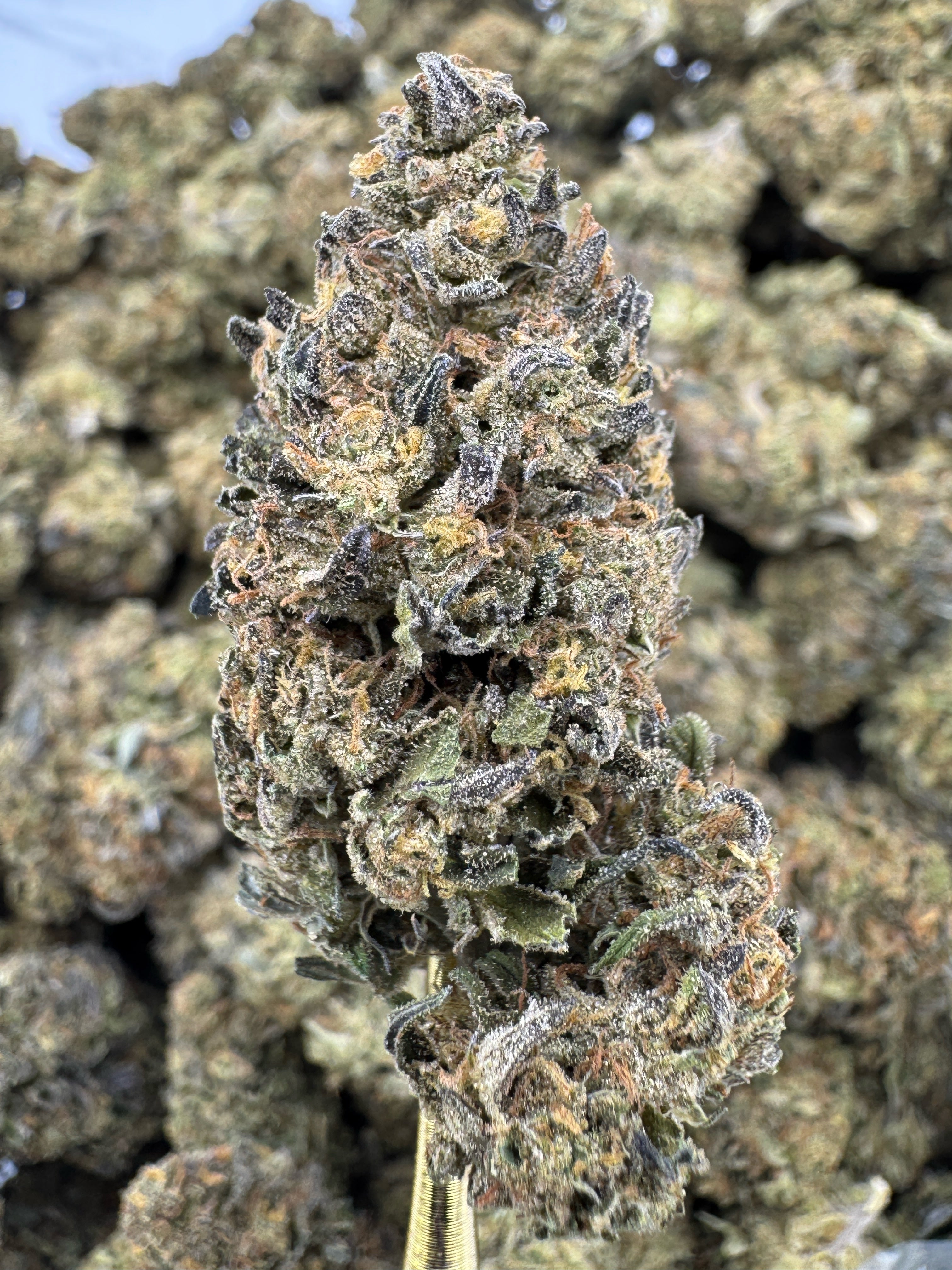 Platinum Cookies - THCA Flower - Sungrown Top Cut