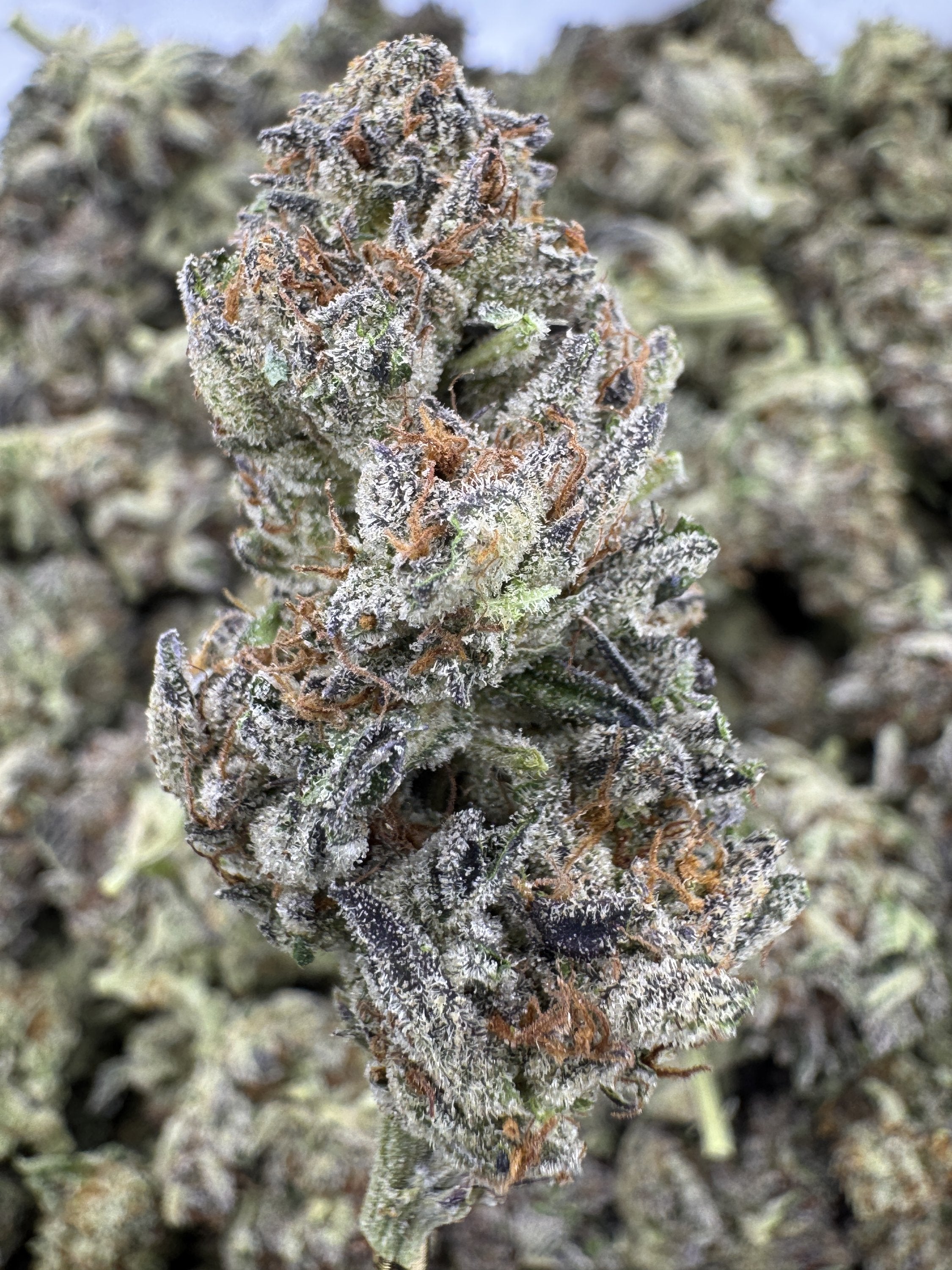 Platinum Grapes - THCA BULK Flower - Greenhouse