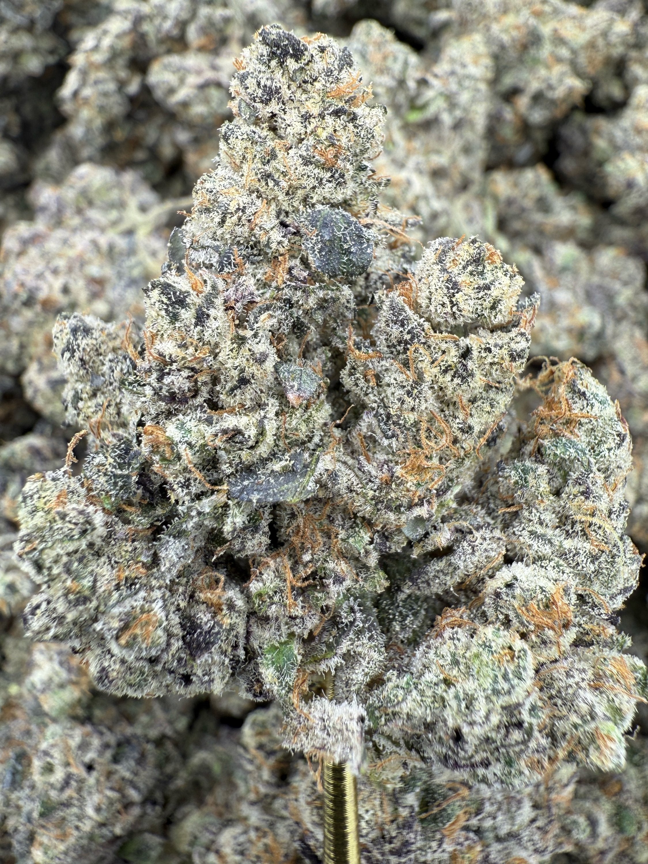 Pop Rocks - THCA BULK Flower - Indoor Exotic