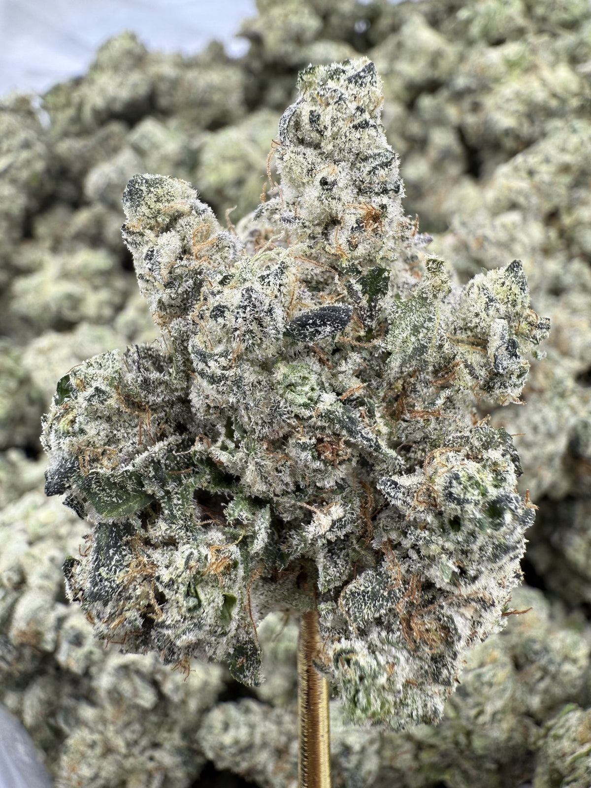 Pop Rocks - THCA BULK Flower - Indoor Exotic