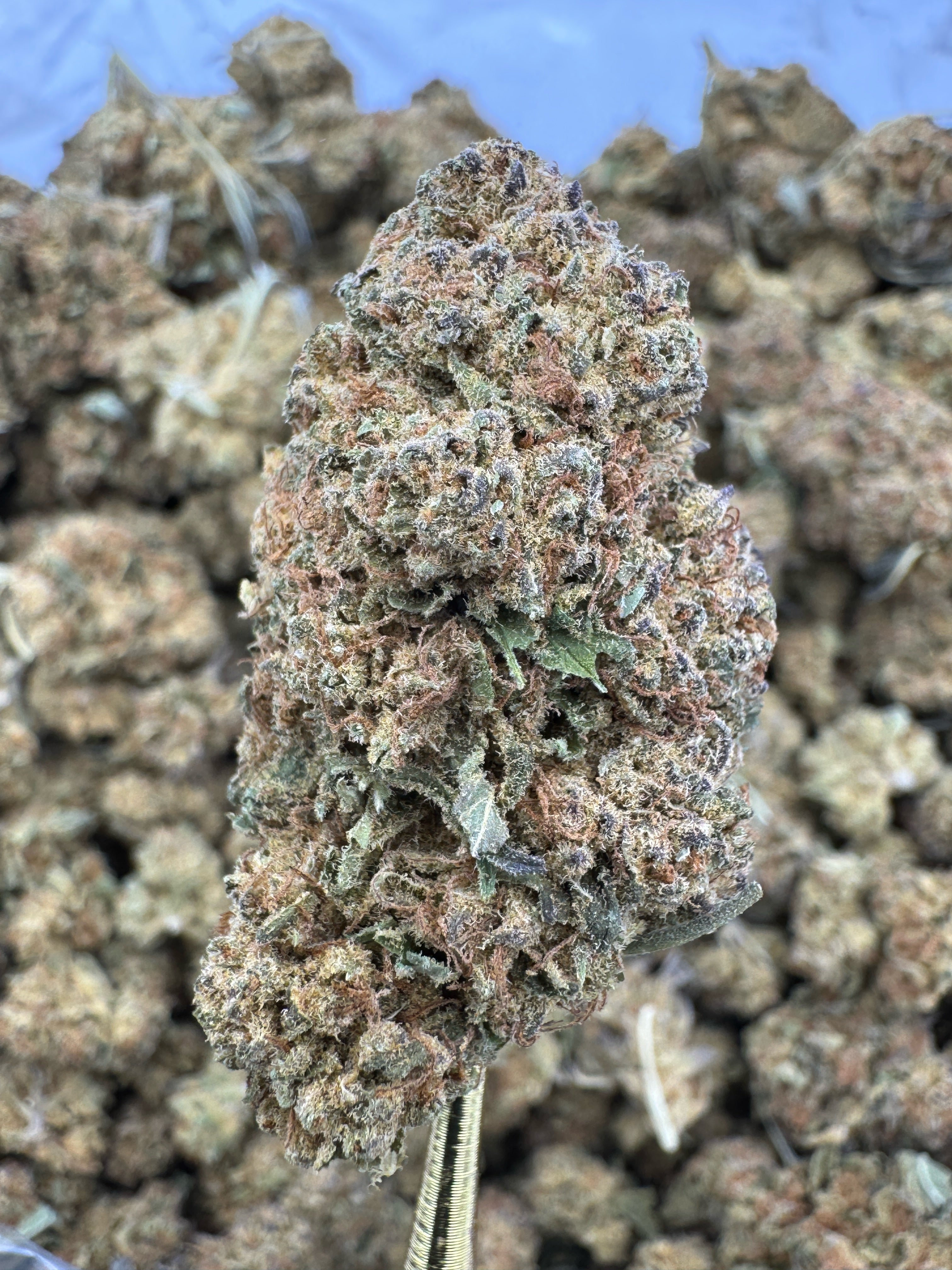 Punch Breath - THCA BULK Flower - Sungrown