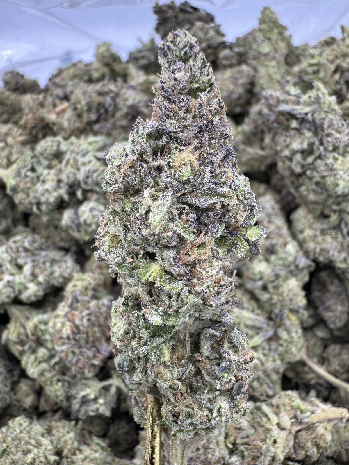 Punch Breath - THCA BULK Flower - Greenhouse