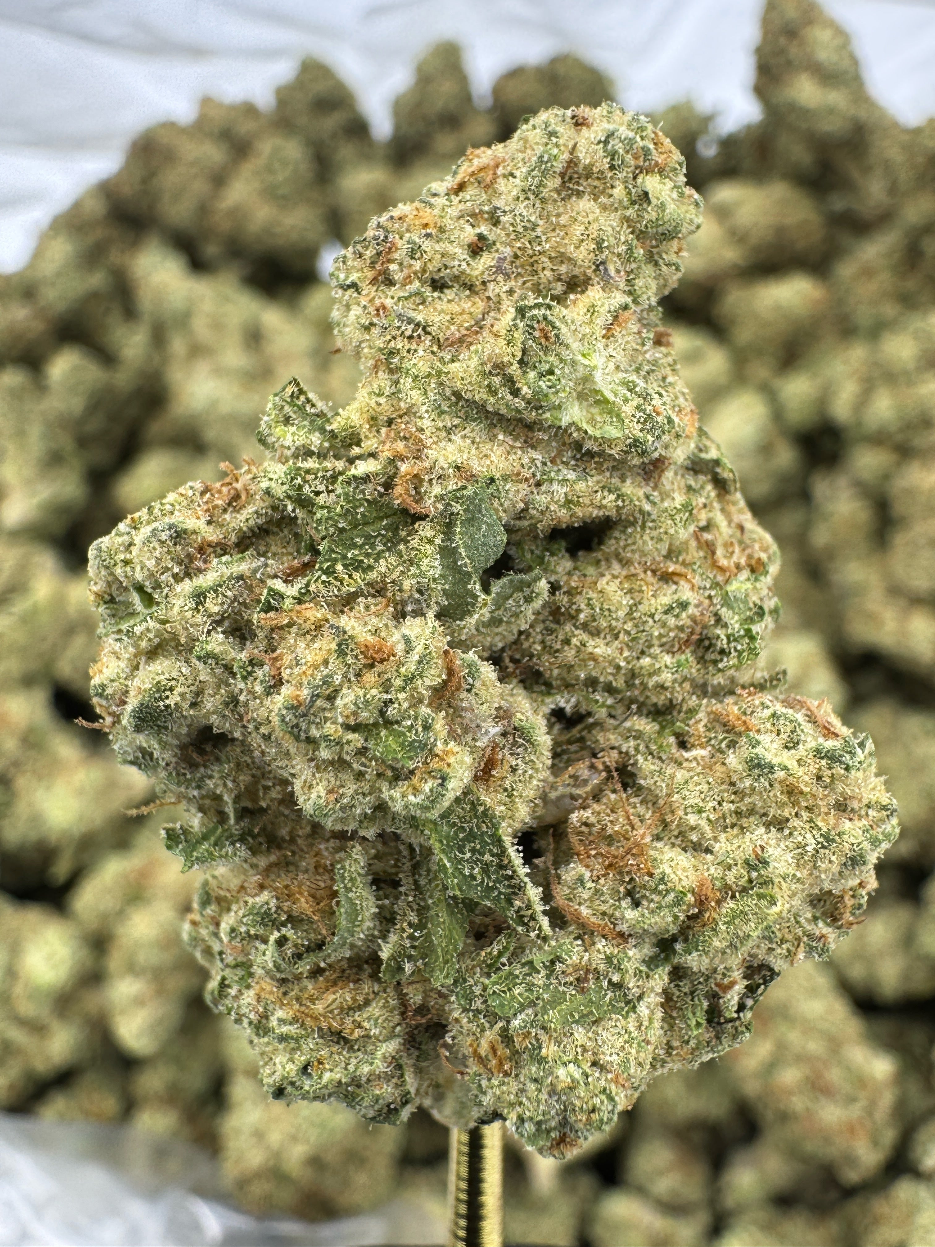 Punch Breath - THCA BULK Flower - Greenhouse